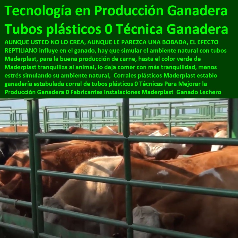 35 GANADERÍAS TECNIFICADAS 0 EXPLOTACIÓN GANADERA AUTOMATIZADA 0 SISTEMAS DE PASTOREO ESTABULADO 0 ESTABULACIÓN DE GANADO 0 Pastoreo Intensivo 0 Establos 0 Corrales 0 Saladeros Para Ganado 0 Comederos Para Ganado 0 Cerramientos 0 Postes Para Cría De Ganado 0 Ganadería Intensiva 0 Ganadería Extensiva 0 Planos Para Construir Corrales De Ganado 0 Medidas De Corrales Para Ganado De Engorda 0 Partes De Un Corral Para Ganado 0 Corrales Para Estabular Ganado 0 Corrales plásticos Maderplast establo ganadería estabulada corral de tubos plásticos 0 Técnicas Para Mejorar la Producción Ganadera 0 Fabricantes Instalaciones Para Ganado Lechero Estabulado 0  ESTOY COMPRANDO CORRALES PARA GANADERÍAS TECNIFICADAS 0 EXPLOTACIÓN GANADERA AUTOMATIZADA 0 SISTEMAS DE PASTOREO ESTABULADO 0 Estabulación De Ganado 0 Pastoreo Intensivo 0 Establos Corrales Saladeros Para Ganado 0 Comederos Cerramientos Postes Para Cría De Ganado 0 Ganadería Intensiva 0 Ganadería Extensiva 0 Tecnología en Producción Ganadera PP Corrales plásticos Maderplast establo ganadería estabulada corral de tubos plásticos 0 Técnicas Para Mejorar la Producción Ganadera 0 Fabricantes Instalaciones Para Ganado Lechero Estabulado 0 Tecnología en Producción Ganadera PP