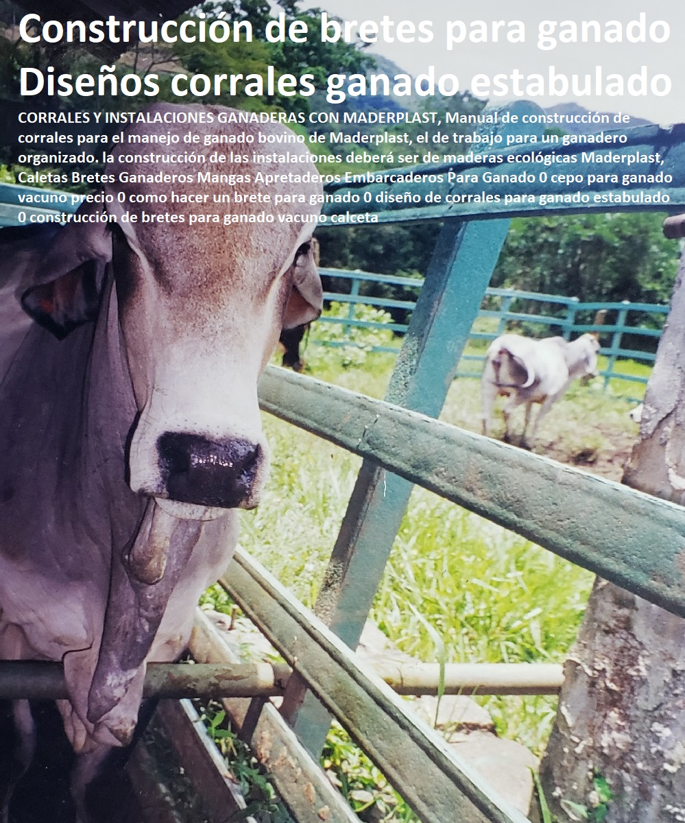 Caletas Bretes Ganaderos Mangas Apretaderos Embarcaderos Para Ganado 0 cepo para ganado vacuno precio 0 como hacer un brete para ganado 0 diseño de corrales para ganado estabulado 0 construcción de bretes para ganado vacuno calceta Caletas Bretes Ganaderos Mangas Apretaderos Embarcaderos Para Ganado 0 cepo para ganado vacuno precio 0 como hacer un brete para ganado 0 diseño de corrales para ganado estabulado 0 construcción de bretes para ganado vacuno calceta Caletas Bretes Ganaderos Mangas Apretaderos Embarcaderos Para Ganado 0 FABRICA DE CORRALES 0, ESTABLOS DE GANADO 0, MANGAS DE COLEO 0, CONSTRUCCION DE Corral Caballerizas 0, Pesebreras De Caballos 0, Plaza Toros 0, Brete Ganadero 0, PROVEEDOR DE Instalaciones Ganaderas 0, Mangas De Coleo 0, División De Corrales 0, Embarcaderos De Ganado 0, Mangas Apretaderos Trabajaderos De Ganado 0, Embudos De Manejo De Ganado 0, División De Corrales 0, cepo para ganado vacuno precio 0 como hacer un brete para ganado 0 diseño de corrales para ganado estabulado 0 construcción de bretes para ganado vacuno calceta