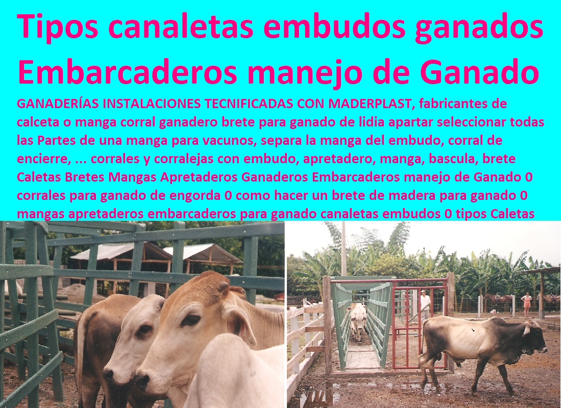 Caletas Bretes Mangas Apretaderos Ganaderos Embarcaderos manejo de Ganado 0 corrales para ganado de engorda 0 como hacer un brete de madera para ganado 0 mangas apretaderos embarcaderos para ganado canaletas embudos 0 tipos Caletas Caletas Bretes Mangas Apretaderos Ganaderos Embarcaderos manejo de Ganado 0 corrales para ganado de engorda 0 como hacer un brete de madera para ganado 0 mangas apretaderos embarcaderos para ganado canaletas embudos 0 tipos Caletas Caletas Bretes Mangas Apretaderos Ganaderos Embarcaderos manejo de Ganado 0 corrales para ganado de engorda 0 como hacer un brete de madera para ganado 0 FABRICA DE CORRALES 0, ESTABLOS DE GANADO 0, MANGAS DE COLEO 0, CONSTRUCCION DE Corral Caballerizas 0, Pesebreras De Caballos 0, Plaza Toros 0, Brete Ganadero 0, PROVEEDOR DE Instalaciones Ganaderas 0, Mangas De Coleo 0, División De Corrales 0, Embarcaderos De Ganado 0, Mangas Apretaderos Trabajaderos De Ganado 0, Embudos De Manejo De Ganado 0, División De Corrales 0, mangas apretaderos embarcaderos para ganado canaletas embudos 0 tipos Caletas
