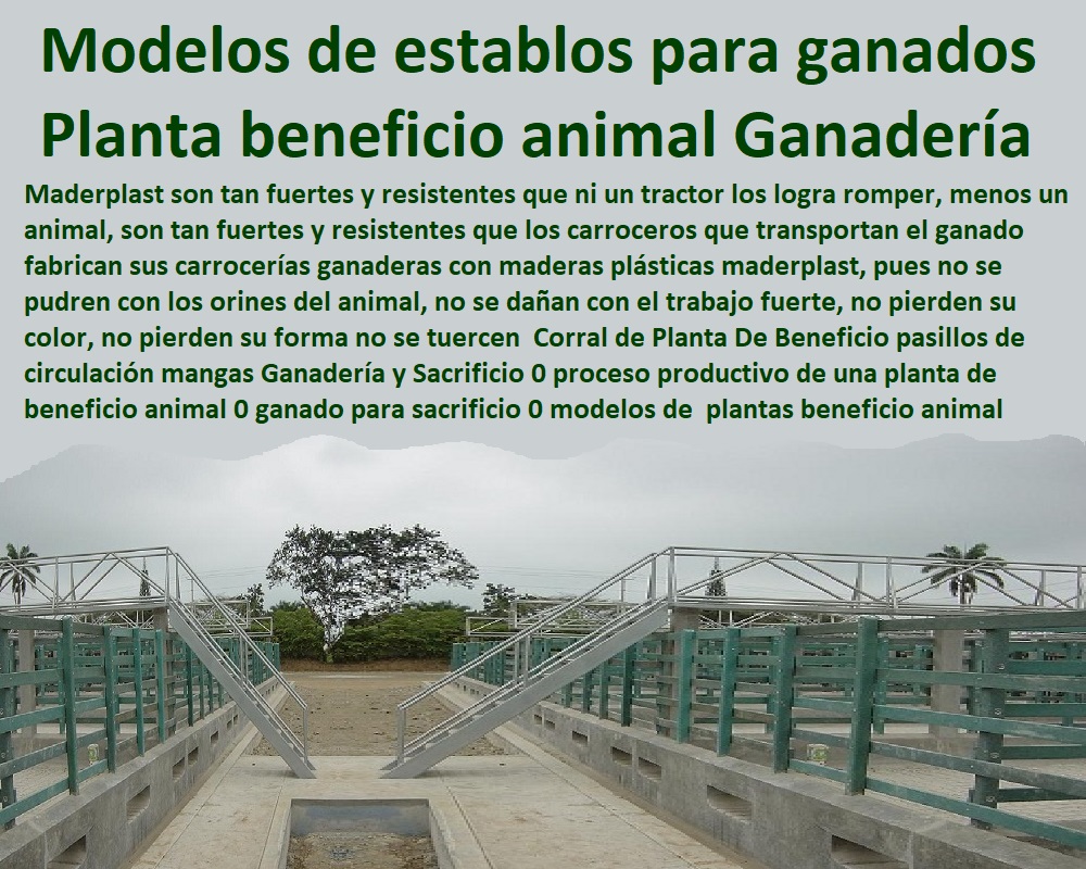 Corral de Planta De Beneficio pasillos de circulación mangas Ganadería y Sacrificio 0 proceso productivo de una planta de beneficio animal 0 ganado para sacrificio 0 modelos de establos para ganado vacuno 0 plantas beneficio animal Corral de Planta De Beneficio FABRICA DE CORRALES 0, ESTABLOS DE GANADO 0, MANGAS DE COLEO 0, CONSTRUCCION DE Corral Caballerizas 0, Pesebreras De Caballos 0, Plaza Toros 0, Brete Ganadero 0, PROVEEDOR DE Instalaciones Ganaderas 0, Mangas De Coleo 0, División De Corrales 0, Embarcaderos De Ganado 0, Mangas Apretaderos Trabajaderos De Ganado 0, Embudos De Manejo De Ganado 0, División De Corrales 0, pasillos de circulación mangas Ganadería y Sacrificio 0 proceso productivo de una planta de beneficio animal 0 ganado para sacrificio 0 modelos de establos para ganado vacuno 0 plantas beneficio animal Corral de Planta De Beneficio pasillos de circulación mangas Ganadería y Sacrificio 0 proceso productivo de una planta de beneficio animal 0 ganado para sacrificio 0 modelos de establos para ganado vacuno 0 plantas beneficio animal