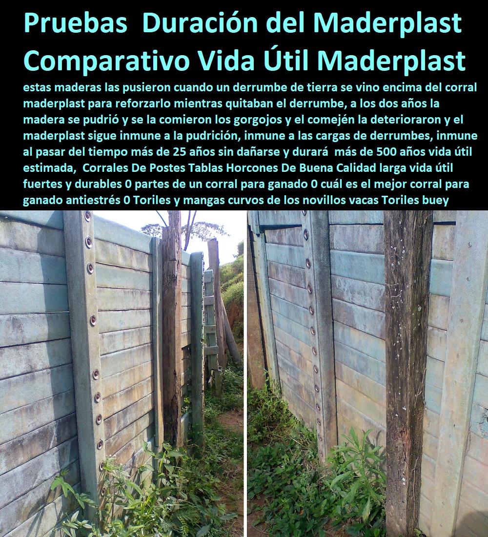 Corrales De Postes Tablas Horcones De Buena Calidad larga vida útil fuertes y durables 0 partes de un corral para ganado 0 cuál es el mejor corral para ganado antiestrés 0 Toriles y mangas curvos de los novillos vacas Toriles buey Corrales De Postes Tablas Horcones De Buena Calidad larga vida útil fuertes y durables 0 FABRICA DE CORRALES 0,CORRAL CABALLERIZAS 0, PESEBRERAS DE CABALLOS 0, CONSTRUCCIÓN DE Instalaciones Ganaderas 0, Mangas De Coleo 0, Plaza Toros 0, Brete Ganadero 0, PROVEEDOR DE División De Corrales 0, Instalaciones Ganaderas 0, Embarcaderos De Ganado 0, Mangas Apretaderos Trabajaderos De Ganado 0, Embudos De Manejo De Ganado 0, División De Corrales 0, Establos De Ganado 0, partes de un corral para ganado 0 cuál es el mejor corral para ganado antiestrés 0 Toriles y mangas curvos de los novillos vacas Toriles buey Corrales De Postes Tablas Horcones De Buena Calidad larga vida útil fuertes y durables 0 partes de un corral para ganado 0 cuál es el mejor corral para ganado antiestrés 0 Toriles y mangas curvos de los novillos vacas Toriles buey