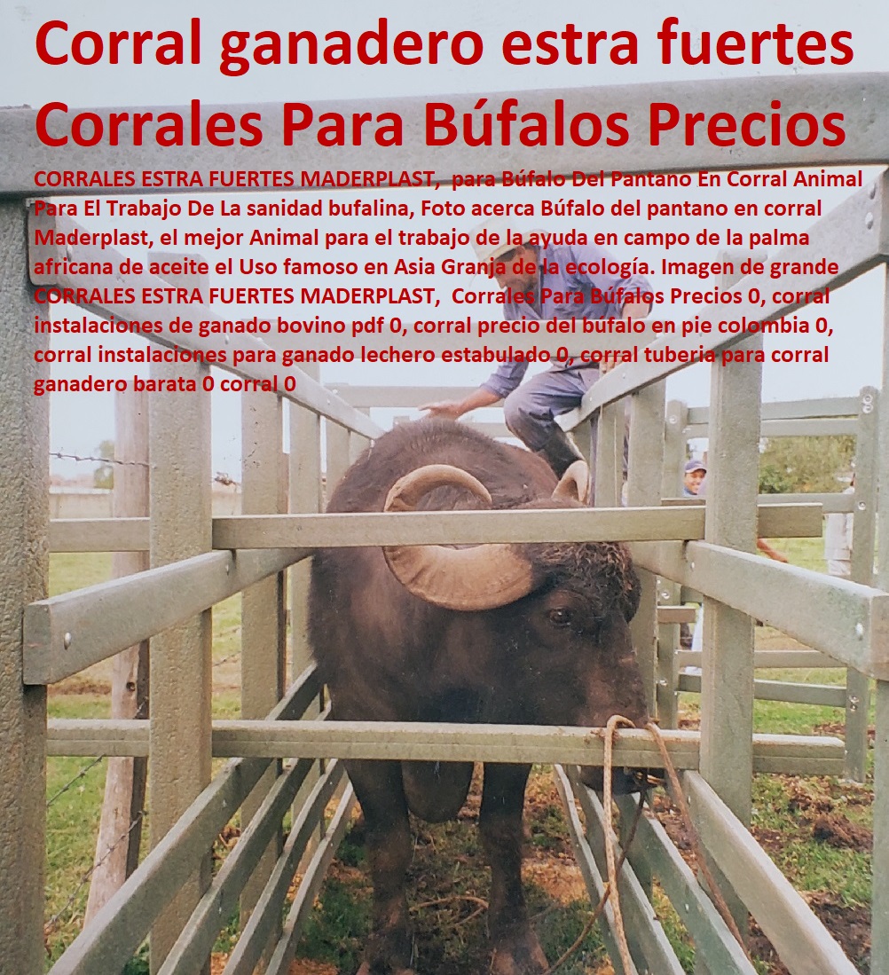 Corrales Para Búfalos Precios 0, corral instalaciones de ganado bovino pdf 0, corral precio del búfalo en pie Colombia 0, corral instalaciones para ganado lechero estabulado 0, corral tubería para corral ganadero barata 0 corral 0 Corrales Para Búfalos Precios 0 corral instalaciones de ganado bovino FABRICA DE CORRALES 0, ESTABLOS DE GANADO 0, MANGAS DE COLEO 0, CONSTRUCCION DE Corral Caballerizas 0, Pesebreras De Caballos 0, Plaza Toros 0, Brete Ganadero 0, PROVEEDOR DE Instalaciones Ganaderas 0, Mangas De Coleo 0, División De Corrales 0, Embarcaderos De Ganado 0, Mangas Apretaderos Trabajaderos De Ganado 0, Embudos De Manejo De Ganado 0, División De Corrales 0, pdf 0 corral precio del búfalo en pie Colombia Corrales Para Búfalos Precios 0, corral instalaciones de ganado bovino pdf 0, corral precio del búfalo en pie Colombia 0, corral instalaciones para ganado lechero estabulado 0, corral tubería para corral ganadero barata 0 corral 0 0 corral instalaciones para ganado lechero estabulado 0 corral tubería para corral ganadero barata 0 corral 0