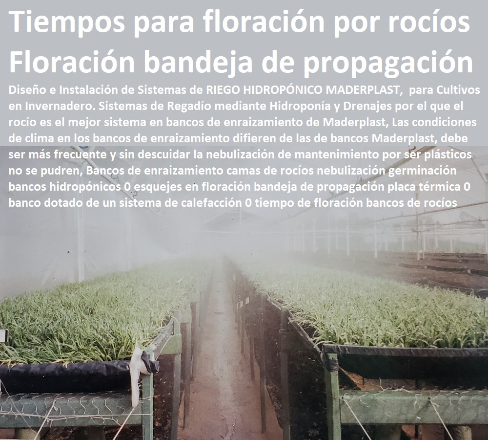 40 CULTIVOS TECNIFICADOS 0 INVERNADEROS TECNIFICADOS 0 SEMILLEROS TECNIFICADOS 0 BANCOS DE SIEMBRA 0 HIDROPONÍA TECNIFICADA 0 AGRICULTURA TECNIFICADA  0 Cosecha Poscosecha 0 Tutores Tutorial De Cosechas 0 Cultivos De Flores Cultivos De Bananas Aromáticas Semilleros 0 Bancos De Siembra 0 Hidroponía 0 Agricultura 0 Cosecha Poscosecha 0 Tutores Para Flores 0 Cable Vía Bananas 0 Cultivos Tecnificados 0 Invernaderos Tecnificados 0 Tipos De Tutorados 0 Tipos De Tutorados Agrícolas 0 Bandeja Para Germinar Semillas 0 Tipos De Invernaderos Para Flores 0 Bandejas Germinadoras De Semillas 0 Bancos Bandejas Recipientes Para Enraizamiento Esquejes Plantas Madre 0 Propagación De Plantas Agricultura Ecológica 0 CULTIVOS TECNIFICADOS INVERNADEROS MADERPLAST BANCOS TUTORES ESTRUCTURAS DE AGRICULTURA COSECHA POSCOSECHA FLORES banco para cultivar plantas, sembrar plantar germinar enraizar sustrato tierra vegetal cultivo tecnificado de flores legumbres árboles plantas hortalizas banco para cultivar plantas sembrar plantar germinar enraizar sustrato tierra vegetal cultivo tecnificado de flores meson mesa para germinar propagar 005 en meson mesa para germinar propagar 005 CULTIVOS TECNIFICADOS INVERNADEROS AGRICULTURA COSECHA POSCOSECHA FLORES fabricados con materiales plásticos maderplast son de muy larga duración, pues su garantía es de 20 años y su vida útil es superior a 150 años, es un material ecológico pues no contamina el terreno y evita el usos de las maderas naturales que son las que talan y destruyen nuestros bosques, hágalo muy bien hágalo con maderplast para toda la eternidad. jardinería y paisajismo diseño de jardines botánicos jardinería en macetas jardinería botánica  jardinería prácticas jardinería básica jardinería paisajismo jardinería jardín botánico decorar 00 rosas con tutores para sostener la flor tutorar el cultivo de flores con postes varas repisas de madera plástica mayas y escalerillas para sostener el follaje en maderas plásticas tutores 001 Tutores para tomates en macetas, bateas agrícolas, propagación vegetativa por estacas y varas tutores maderplast, el tutor de estacas se hace más rentable con varas postes y tutores maderplast, que duran toda la vida, el tutor maderplast no se pudre no se rompe, no se cae. Reproducción vegetativa por injerto, reproducción vegetativa por acodo, reproducción vegetativa por esquejes, reproducción vegetativa por estaca, propagación vegetativa por estacas y varas tutores maderplast, bancos de enraizamiento banco para enraizar y propagar flores clavel rosa esqueje brotes maderas plásticas maderplast para bancos bancos de enraizamiento banco para enraizar y propagar flores clavel rosa esqueje brotes maderas plásticas maderplast para bancos de germinación de flores propagación de plantas vivas camas 004 de germinación de flores propagación de plantas vivas camas 004 CULTIVOS TECNIFICADOS INVERNADEROS MADERPLAST BANCOS TUTORES ESTRUCTURAS DE AGRICULTURA COSECHA POSCOSECHA FLORES banco para cultivar plantas sembrar plantar germinar enraizar sustrato tierra vegetal cultivo tecnificado de flores legumbres