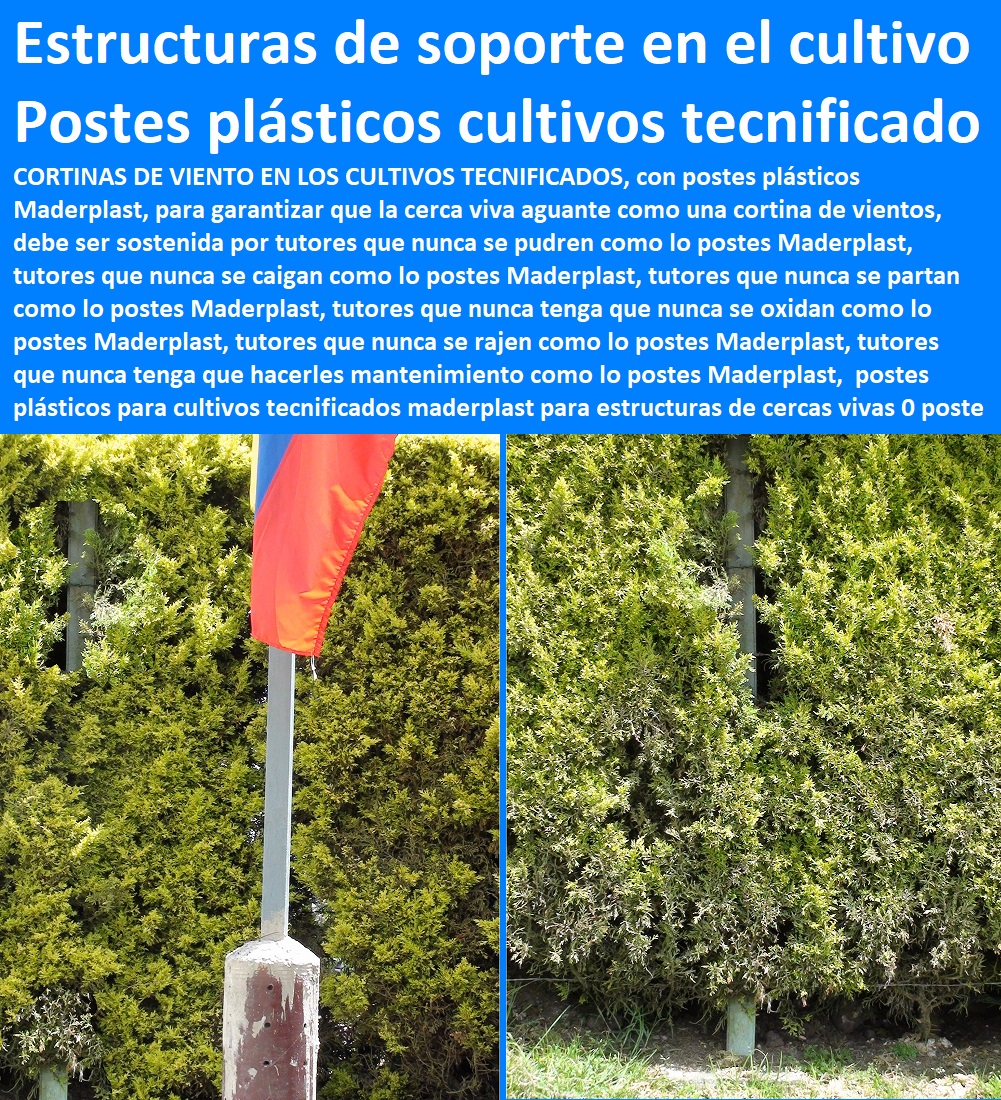 40 CULTIVOS TECNIFICADOS 0, INVERNADEROS 0, SEMILLEROS BANCOS DE