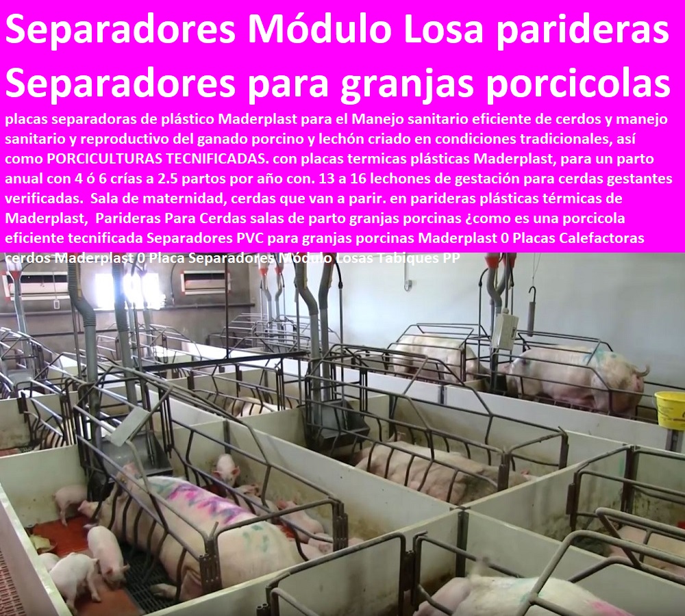 49 PORCICULTURA TECNIFICADA 0 GRANJAS DE PORCINOS 0 CRIA DE CERDOS 0 LEVANTE DE CERDOS 0 REPRODUCTION PORCINA 0 JAULAS GESTACIÓN 0 JAULAS PARIDERAS 0 Corrales 0 Parideras Porcinas 0 Corral Gestación Cerdas 0 Jaula Lechoneras Destete 0 Jaula Pre Ceba Porcinos 0 Corraleja Ceba 0 Corral De Engorde Cerdos 0 Porqueriza Cría De Lechones Paredes De Granjas Y Divisiones Para Cerdos ¿Cómo Es Una Porcicola Moderna Tecnificada Moderno Ganadero Porcino Conoce De Paneles Y Perfiles 0 Fabricamos Perfiles Plásticos Y Pvc Porcicola 0 Placa Separador Módulo Polipropileno PP.  Parideras Para Cerdas salas de parto granjas porcinas ¿como es una porcicola   ESTOY COMPRANDO A UN FABRICANTE DISTRIBUIDOR PROVEEDOR DE JAULAS GESTACIÓN 0 JAULAS PARIDERAS 0 CORRALES 0 PARIDERAS PORCINAS 0 Corral Gestación Cerdas 0 Jaula Lechoneras Destete 0 Jaula Pre Ceba Porcinos 0 Corraleja Ceba 0 Corral De Engorde Cerdos 0 Porqueriza Cría De Lechones 0 Instalaciones De Porcicultura Tecnificada 0 Granjas De Porcinos 0 Cría De Cerdos 0 Levante De Cerdos 0 Reproducción Porcina 0 eficiente tecnificada Separadores PVC para granjas porcinas Maderplast 0 Placas Calefactoras cerdos Maderplast 0 Placa Separadores Módulo Losas Tabiques PP Parideras Para Cerdas salas de parto granjas porcinas como es una porcicola eficiente tecnificada Separadores PVC para granjas porcinas Maderplast 0 Placas Calefactoras cerdos Maderplast 0 Placa Separadores Módulo Losas Tabiques PP