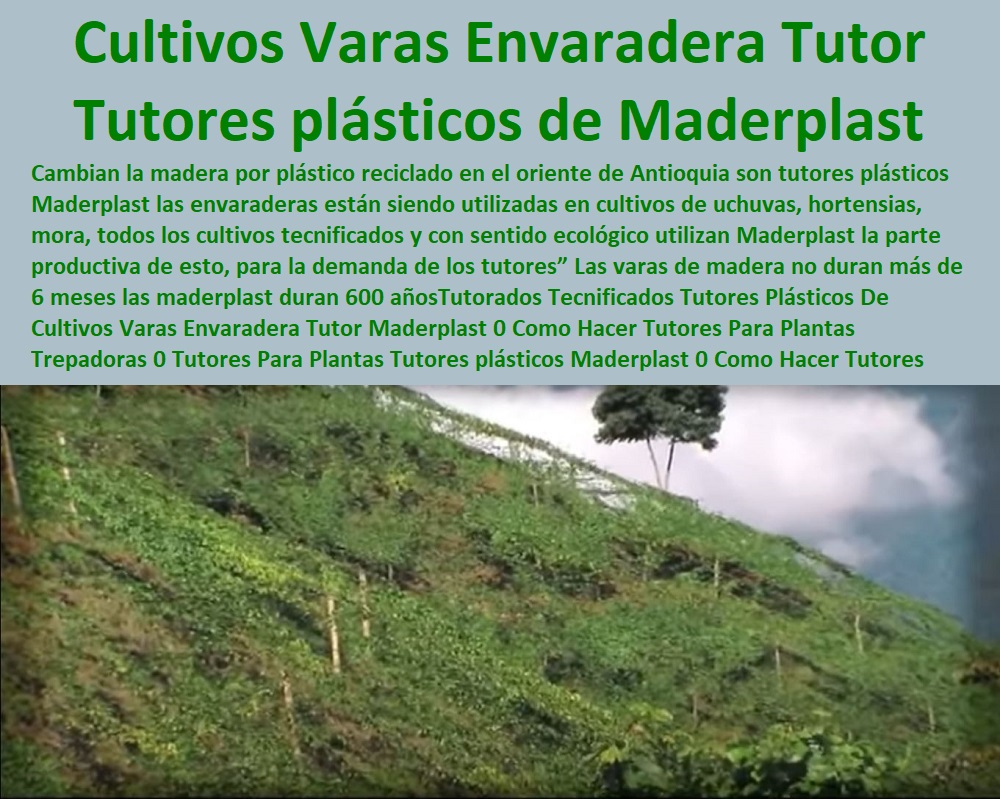 Tutorados Tecnificados Tutores Plásticos De Cultivos Varas Envaradera Tutor Maderplast 0 Como Hacer Tutores Para Plantas Trepadoras 0 Tutores Para Plantas Tutores plásticos Maderplast 0 Como Hacer Tutores Para Macetas 0 Tutor maderas Tutorados Tecnificados Tutores Plásticos De Cultivos Varas Envaradera Tutor Maderplast 0 Como Hacer Tutores Para Plantas Trepadoras 0 Tutores Para Plantas Tutores plásticos Maderplast 0 Como Hacer Tutores Para Macetas 0 Tutor maderas