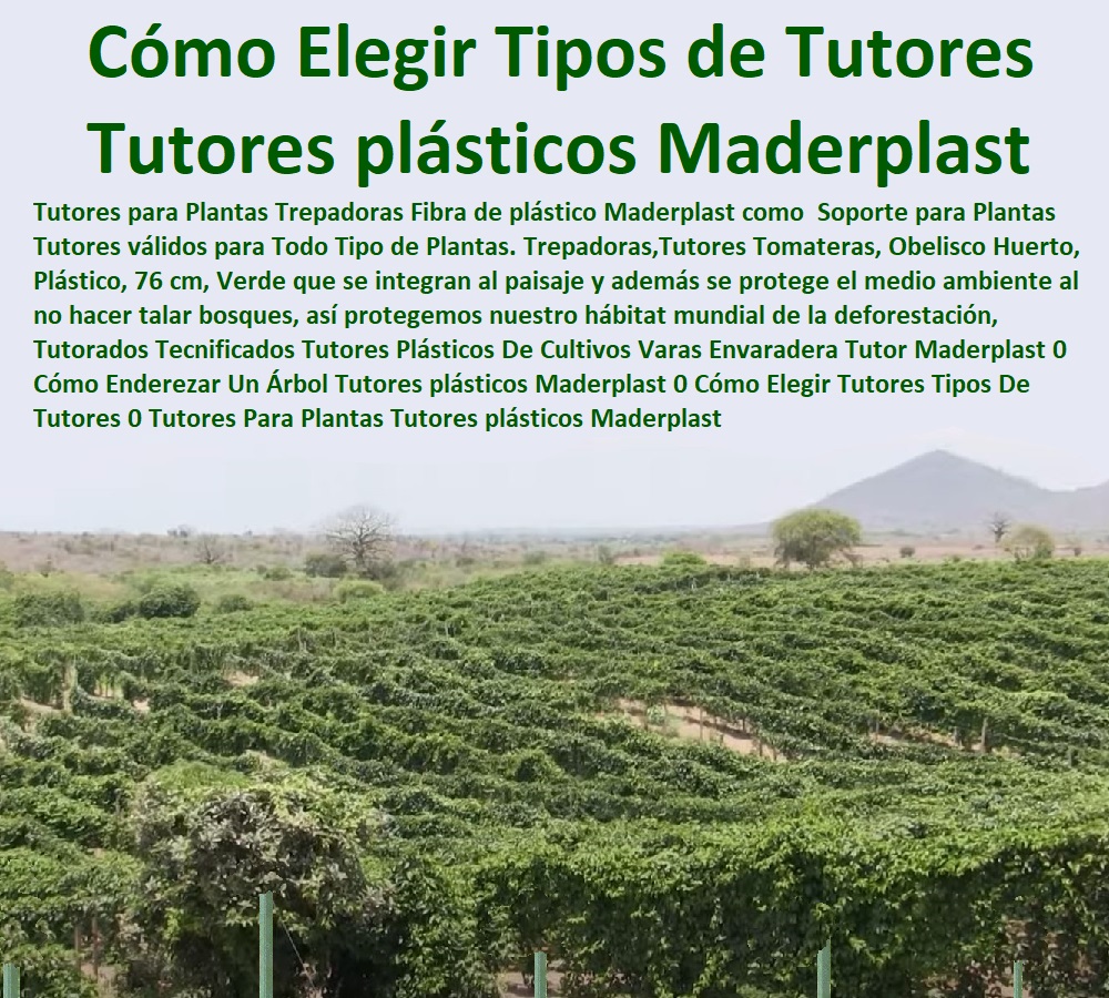 Tutorados Tecnificados Tutores Plásticos De Cultivos Varas Envaradera Tutor Maderplast 0 Cómo Enderezar Un Árbol Tutores plásticos Maderplast 0 Cómo Elegir Tutores Tipos De Tutores 0 Tutores Para Plantas Tutores plásticos Maderplast Tutorados Tecnificados Tutores Plásticos De Cultivos Varas Envaradera Tutor Maderplast 0 Cómo Enderezar Un Árbol Tutores plásticos Maderplast 0 Cómo Elegir Tutores Tipos De Tutores 0 Tutores Para Plantas Tutores plásticos Maderplast ESTOY COMPRANDO TUTORES PARA PLANTAS Y HORTALIZAS 0 ESTACONES TUTORES POSTES DE BAMBÚ GUADUA 0 TUTOR PLÁSTICOS PARA CULTIVAR EL HUERTO 0 VARA TUTOR DE MADERA PLÁSTICA PARA CULTIVAR FLORES 0 Entutorado Tutor Sintético Para Cultivar Pitayas 0 Tutores Fibra De Vidrio  Plástico Para Cultivar Uvas 0 Tutor De Emparrado Plástico Para Cultivar Maracuyá 0 Tutor Con Espaldera Para Cultivar Arveja 0 Tutor Para Cultivar Frijol 0 Tutor Para Cultivar Tomates 0 Tutores De Plástico Para Sujetar Plantas 0 Tutor De Plástico Para Cultivar Eficientemente 0 Tutor De Plástico Para Cultivar Técnicamente, 0 