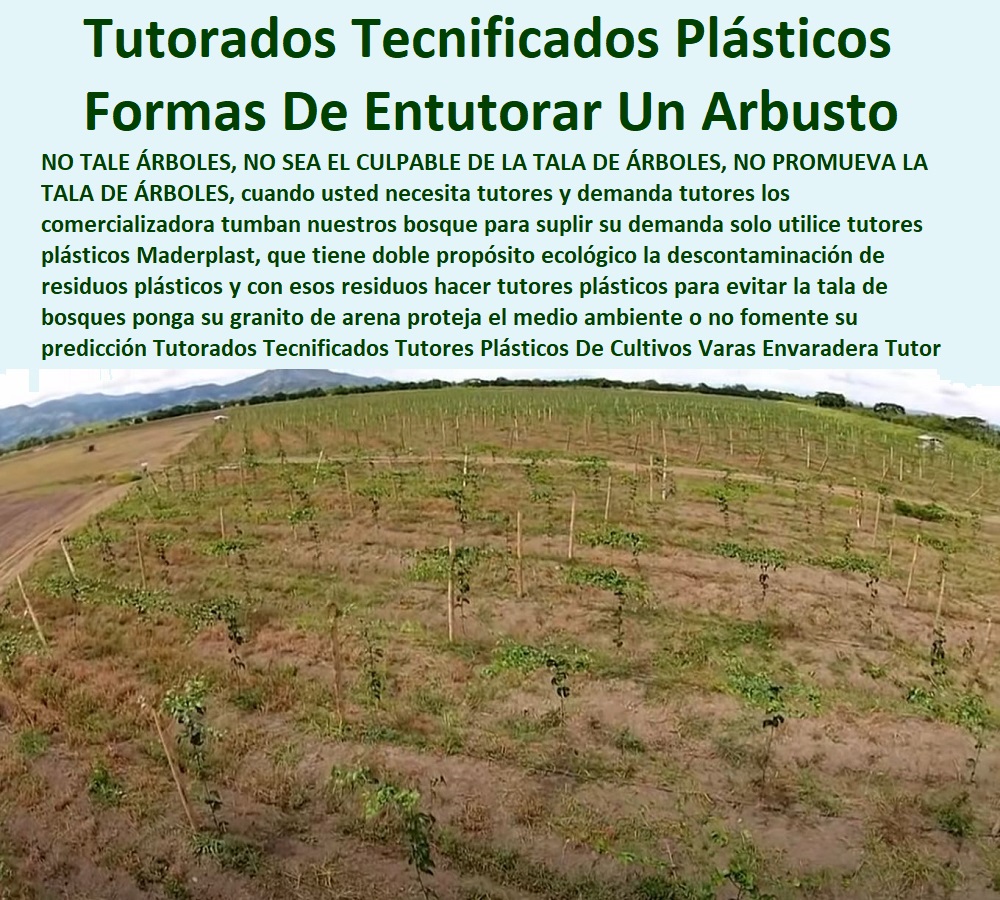  ESTOY COMPRANDO TUTORES PARA PLANTAS Y HORTALIZAS 0 ESTACONES TUTORES POSTES DE BAMBÚ GUADUA 0 TUTOR PLÁSTICOS PARA CULTIVAR EL HUERTO 0 VARA TUTOR DE MADERA PLÁSTICA PARA CULTIVAR FLORES 0 Entutorado Tutor Sintético Para Cultivar Pitayas 0 Tutores Fibra De Vidrio  Plástico Para Cultivar Uvas 0 Tutor De Emparrado Plástico Para Cultivar Maracuyá 0 Tutor Con Espaldera Para Cultivar Arveja 0 Tutor Para Cultivar Frijol 0 Tutor Para Cultivar Tomates 0 Tutores De Plástico Para Sujetar Plantas 0 Tutor De Plástico Para Cultivar Eficientemente 0 Tutor De Plástico Para Cultivar Técnicamente, 0  Tutores Plásticos Para Cultivos Tutores Varas Para Tutorar Tutor Empalizada Maderplast 0 Tutores Para Plantas tecnificadas 0 Venta De Tutores De Madera 0 Tutores Para Plantas En Hierro 0 Como Hacer Tutores Para tecnificar 0 Tutores 0 Tutores Plásticos Para Cultivos Tutores Varas Para Tutorar Tutor Empalizada Maderplast 0 Tutores Para Plantas tecnificadas 0 Venta De Tutores De Madera 0 Tutores Para Plantas En Hierro 0 Como Hacer Tutores Para tecnificar 0 Tutores 0