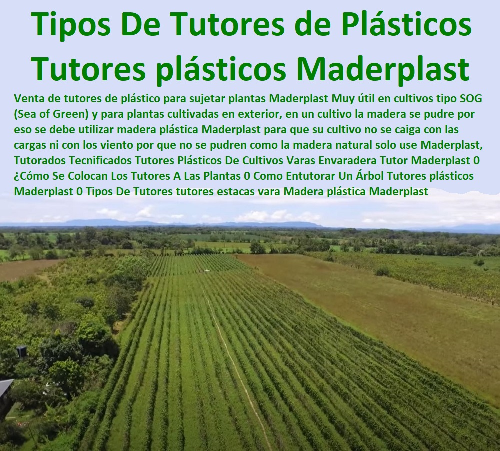 Tutorados Tecnificados Tutores Plásticos De Cultivos Varas Envaradera Tutor Maderplast 0 ¿Cómo Se Colocan Los Tutores A Las Plantas 0 Como Entutorar Un Árbol Tutores plásticos Maderplast 0 Tipos De Tutores tutores estacas vara Madera Tutorados Tecnificados Tutores Plásticos De Cultivos  ESTOY COMPRANDO TUTORES PARA PLANTAS Y HORTALIZAS 0 ESTACONES TUTORES POSTES DE BAMBÚ GUADUA 0 TUTOR PLÁSTICOS PARA CULTIVAR EL HUERTO 0 VARA TUTOR DE MADERA PLÁSTICA PARA CULTIVAR FLORES 0 Entutorado Tutor Sintético Para Cultivar Pitayas 0 Tutores Fibra De Vidrio  Plástico Para Cultivar Uvas 0 Tutor De Emparrado Plástico Para Cultivar Maracuyá 0 Tutor Con Espaldera Para Cultivar Arveja 0 Tutor Para Cultivar Frijol 0 Tutor Para Cultivar Tomates 0 Tutores De Plástico Para Sujetar Plantas 0 Tutor De Plástico Para Cultivar Eficientemente 0 Tutor De Plástico Para Cultivar Técnicamente, 0 Varas Envaradera Tutor Maderplast 0 Cómo Se Colocan Los Tutores A Las Plantas 0 Como Entutorar Un Árbol Tutores plásticos Maderplast 0 Tipos De Tutores tutores estacas vara Madera