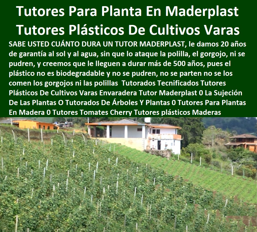 Tutorados Tecnificados Tutores Plásticos De Cultivos Varas Envaradera Tutor Maderplast 0 La Sujeción De Las Plantas O Tutorados De Árboles Y Plantas 0 Tutores Para Plantas En Madera 0 Tutores Tomates Cherry Tutores plásticos Maderas Tutorados Tecnificados Tutores Plásticos De Cultivos Varas Envaradera Tutor Maderplast 0 La Sujeción De Las Plantas O Tutorados De Árboles Y Plantas 0 Tutores Para Plantas En Madera 0 Tutores Tomates Cherry Tutores plásticos Maderas