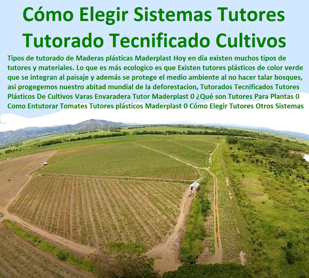 Tutorados Tecnificados Tutores Plásticos De Cultivos Varas Envaradera Tutor Maderplast 0 ¿Qué son Tutores Para Plantas 0  ESTOY COMPRANDO TUTORES PARA PLANTAS Y HORTALIZAS 0 ESTACONES TUTORES POSTES DE BAMBÚ GUADUA 0 TUTOR PLÁSTICOS PARA CULTIVAR EL HUERTO 0 VARA TUTOR DE MADERA PLÁSTICA PARA CULTIVAR FLORES 0 Entutorado Tutor Sintético Para Cultivar Pitayas 0 Tutores Fibra De Vidrio  Plástico Para Cultivar Uvas 0 Tutor De Emparrado Plástico Para Cultivar Maracuyá 0 Tutor Con Espaldera Para Cultivar Arveja 0 Tutor Para Cultivar Frijol 0 Tutor Para Cultivar Tomates 0 Tutores De Plástico Para Sujetar Plantas 0 Tutor De Plástico Para Cultivar Eficientemente 0 Tutor De Plástico Para Cultivar Técnicamente, 0 Como Entutorar Tomates Tutores plásticos Maderplast 0 Cómo Elegir Tutores Otros Sistemas 0 Tutores Para Plantas Tutorados Tecnificados Tutores Plásticos De Cultivos Varas Envaradera Tutor Maderplast 0 Qué son Tutores Para Plantas 0 Como Entutorar Tomates Tutores plásticos Maderplast 0 Cómo Elegir Tutores Otros Sistemas 0 Tutores Para Plantas