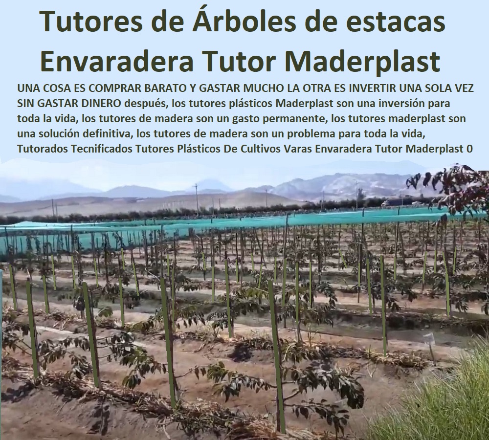 Tutorados Tecnificados Tutores Plásticos De Cultivos Varas Envaradera Tutor Maderplast 0 Tutores De Acero Plastificados O Metálicos 0 Tipos De Tutorado tutores estacas varas Maderplast 0 Tutores de Árboles estacas palos tutor Maderas Tutorados Tecnificados Tutores Plásticos De Cultivos Varas Envaradera Tutor Maderplast 0 Tutores De Acero Plastificados O Metálicos 0 Tipos De Tutorado tutores estacas varas Maderplast 0 Tutores de Árboles estacas palos tutor Maderas