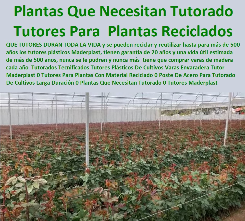 Tutorados Tecnificados Tutores Plásticos De Cultivos Varas Envaradera Tutor Maderplast 0 Tutores Para Plantas Con Material Reciclado 0 Poste De Acero  ESTOY COMPRANDO TUTORES PARA PLANTAS Y HORTALIZAS 0 ESTACONES TUTORES POSTES DE BAMBÚ GUADUA 0 TUTOR PLÁSTICOS PARA CULTIVAR EL HUERTO 0 VARA TUTOR DE MADERA PLÁSTICA PARA CULTIVAR FLORES 0 Entutorado Tutor Sintético Para Cultivar Pitayas 0 Tutores Fibra De Vidrio  Plástico Para Cultivar Uvas 0 Tutor De Emparrado Plástico Para Cultivar Maracuyá 0 Tutor Con Espaldera Para Cultivar Arveja 0 Tutor Para Cultivar Frijol 0 Tutor Para Cultivar Tomates 0 Tutores De Plástico Para Sujetar Plantas 0 Tutor De Plástico Para Cultivar Eficientemente 0 Tutor De Plástico Para Cultivar Técnicamente, 0 Para Tutorado De Cultivos Larga Duración 0 Plantas Que Necesitan Tutorado 0 Tutores Tutorados Tecnificados Tutores Plásticos De Cultivos Varas Envaradera Tutor Maderplast 0 Tutores Para Plantas Con Material Reciclado 0 Poste De Acero Para Tutorado De Cultivos Larga Duración 0 Plantas Que Necesitan Tutorado 0 Tutores