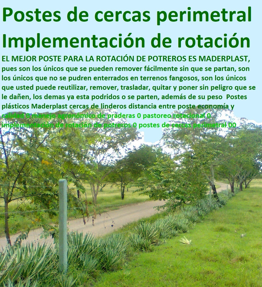 Tutores De Plástico Para Guiar El Crecimiento De Tus Plantas Cultivo De Flores En Invernadero Postes Plásticos Maderplast 0 Estacones Tutores Y Postes De Bambú 0 Invernaderos De Flores 0 Como Iniciar Un Invernadero De Flore Tutores 0 Tutores De Plástico Para Guiar El Crecimiento De Tus Plantas Cultivo De Flores En Invernadero Postes Plásticos Maderplast 0 Estacones Tutores Y Postes De Bambú 0 Invernaderos De Flores 0 Como Iniciar Un Invernadero De Flore Tutores 0