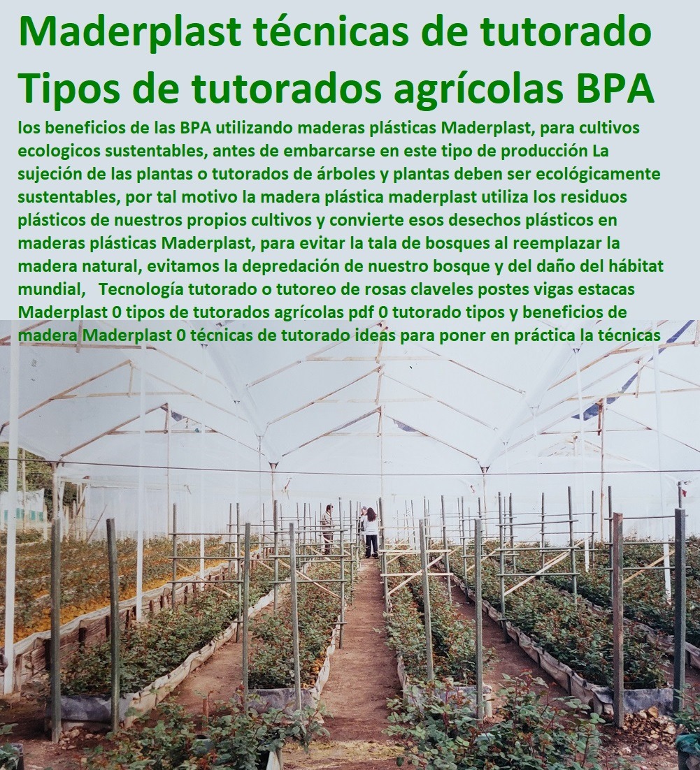 Tutores De Plástico Para Guiar El Crecimiento De Tus Plantas Cultivo De Flores En Invernadero Postes Plásticos Maderplast 0 Invernadero De Flores En Casa 0 ¿Que Se Cultiva En Los Invernaderos 0 Venta De Flores De Invernadero 0 TutorTutores De Plástico Para Guiar El Crecimiento De Tus Plantas Cultivo De Flores En Invernadero Postes Plásticos Maderplast 0 Invernadero De Flores En Casa 0 Que Se Cultiva En Los Invernaderos 0 Venta De Flores De Invernadero 0 Tutor