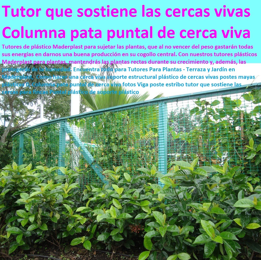 Tutores De Plástico Para Guiar El Crecimiento De Tus Plantas Cultivo De Flores En Invernadero Postes Plásticos Maderplast 0 Tutores Cilíndricos Alta Resistencia Mecánica 0 Estacones, Tutores Y Postes De Reciclaje 0 Cultivo De Flores Tutores De Plástico Para Guiar El Crecimiento De Tus Plantas Cultivo De Flores En Invernadero Postes Plásticos Maderplast 0 Tutores Cilíndricos Alta Resistencia Mecánica 0 Estacones Tutores Y Postes De Reciclaje 0 Cultivo De Flores