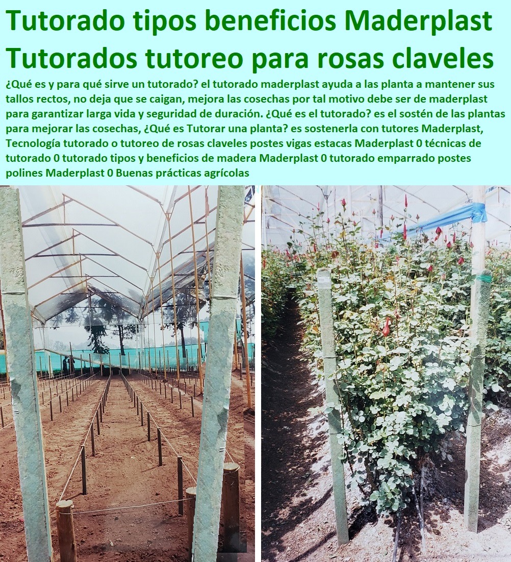 Tutores De Plástico Para Guiar El Crecimiento De Tus Plantas Cultivo De Flores En Invernadero Postes Plásticos Maderplast 0 Tutores Cilíndricos Fabricados En Materiales Plásticos 0 Lilium. 0 Proyectos De Siembra De Flores 0 Gladiolo. Tutores De Plástico Para Guiar El Crecimiento De Tus Plantas Cultivo De Flores En Invernadero Postes Plásticos Maderplast 0 Tutores Cilíndricos Fabricados En Materiales Plásticos 0 Lilium