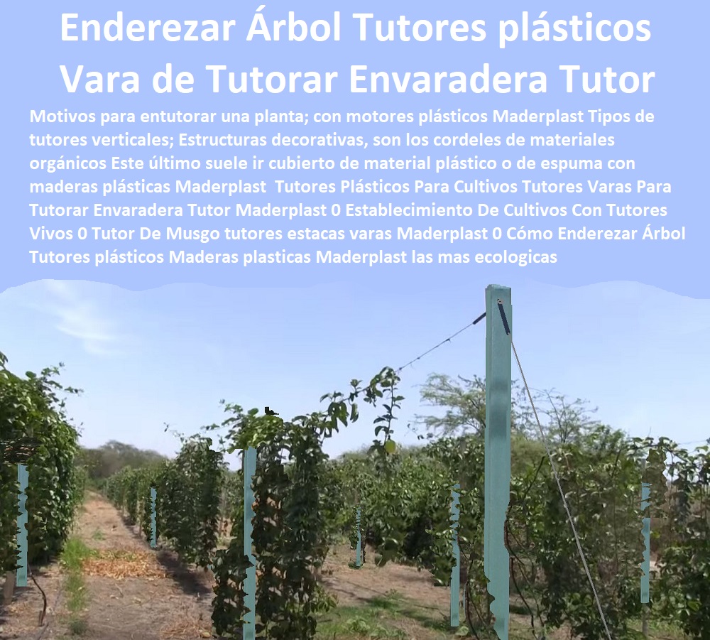 Tutores Plásticos Para Cultivos Tutores Varas Para Tutorar Envaradera Tutor Maderplast 0 Establecimiento De Cultivos Con Tutores Vivos 0 Tutor De Musgo tutores estacas varas Maderplast 0 Cómo Enderezar Árbol Tutores plásticos Maderas Tutores Plásticos Para Cultivos Tutores Varas Para Tutorar Envaradera Tutor Maderplast 0 Establecimiento De Cultivos Con Tutores Vivos 0 Tutor De Musgo tutores estacas varas Maderplast 0 Cómo Enderezar Árbol Tutores plásticos Maderas