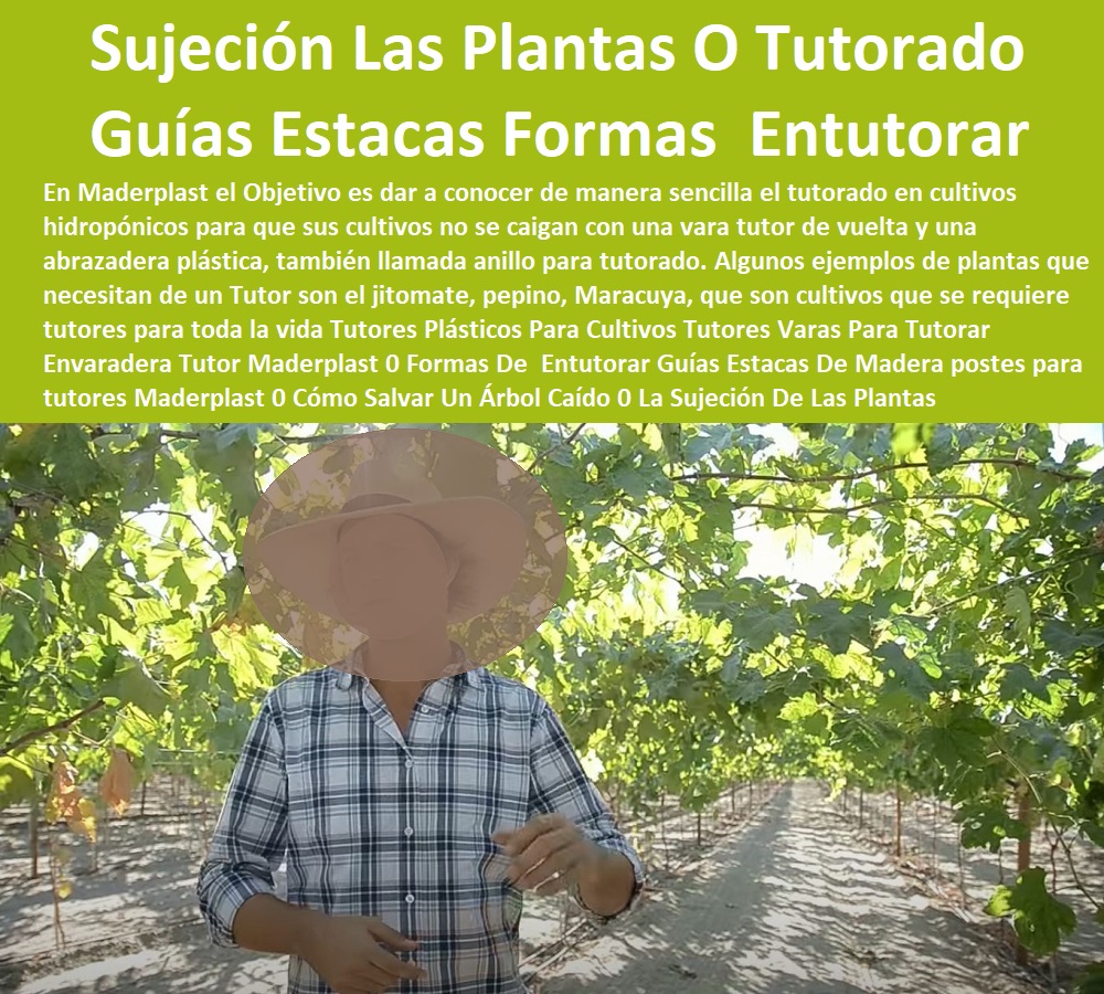 Tutores Plásticos Para Cultivos Tutores Varas Para Tutorar Envaradera Tutor Maderplast 0 Formas De  Entutorar Guías Estacas De Madera postes para tutores Maderplast 0 Cómo Salvar Un Árbol Caído 0 La Sujeción De Las Plantas O Tutorado Tutores Plásticos Para Cultivos Tutores Varas Para Tutorar Envaradera Tutor Maderplast 0  ESTOY COMPRANDO TUTORES PARA PLANTAS Y HORTALIZAS 0 ESTACONES TUTORES POSTES DE BAMBÚ GUADUA 0 TUTOR PLÁSTICOS PARA CULTIVAR EL HUERTO 0 VARA TUTOR DE MADERA PLÁSTICA PARA CULTIVAR FLORES 0 Entutorado Tutor Sintético Para Cultivar Pitayas 0 Tutores Fibra De Vidrio  Plástico Para Cultivar Uvas 0 Tutor De Emparrado Plástico Para Cultivar Maracuyá 0 Tutor Con Espaldera Para Cultivar Arveja 0 Tutor Para Cultivar Frijol 0 Tutor Para Cultivar Tomates 0 Tutores De Plástico Para Sujetar Plantas 0 Tutor De Plástico Para Cultivar Eficientemente 0 Tutor De Plástico Para Cultivar Técnicamente, 0 Formas De Entutorar Guías Estacas De Madera postes para tutores Maderplast 0 Cómo Salvar Un Árbol Caído 0 La Sujeción De Las Plantas O Tutorado