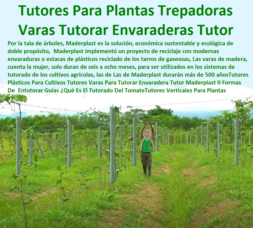 Tutores Plásticos Para Cultivos Tutores Varas Para Tutorar Envaradera Tutor Maderplast 0 Formas De  Entutorar Guías ¿Qué Es El Tutorado Del Tomate Tutores Verticales 0 ¿Cómo sembrar un árbol grande 0 Amarres Para Plantas Trepadoras 00  ESTOY COMPRANDO TUTORES PARA PLANTAS Y HORTALIZAS 0 ESTACONES TUTORES POSTES DE BAMBÚ GUADUA 0 TUTOR PLÁSTICOS PARA CULTIVAR EL HUERTO 0 VARA TUTOR DE MADERA PLÁSTICA PARA CULTIVAR FLORES 0 Entutorado Tutor Sintético Para Cultivar Pitayas 0 Tutores Fibra De Vidrio  Plástico Para Cultivar Uvas 0 Tutor De Emparrado Plástico Para Cultivar Maracuyá 0 Tutor Con Espaldera Para Cultivar Arveja 0 Tutor Para Cultivar Frijol 0 Tutor Para Cultivar Tomates 0 Tutores De Plástico Para Sujetar Plantas 0 Tutor De Plástico Para Cultivar Eficientemente 0 Tutor De Plástico Para Cultivar Técnicamente, 0 Tutores Plásticos Para Cultivos Tutores Varas Para Tutorar Envaradera Tutor Maderplast 0 Formas De Entutorar Guías Qué Es El Tutorado Del Tomate Tutores Verticales 0 Cómo sembrar un árbol grande 0 Amarres Para Plantas Trepadoras 00