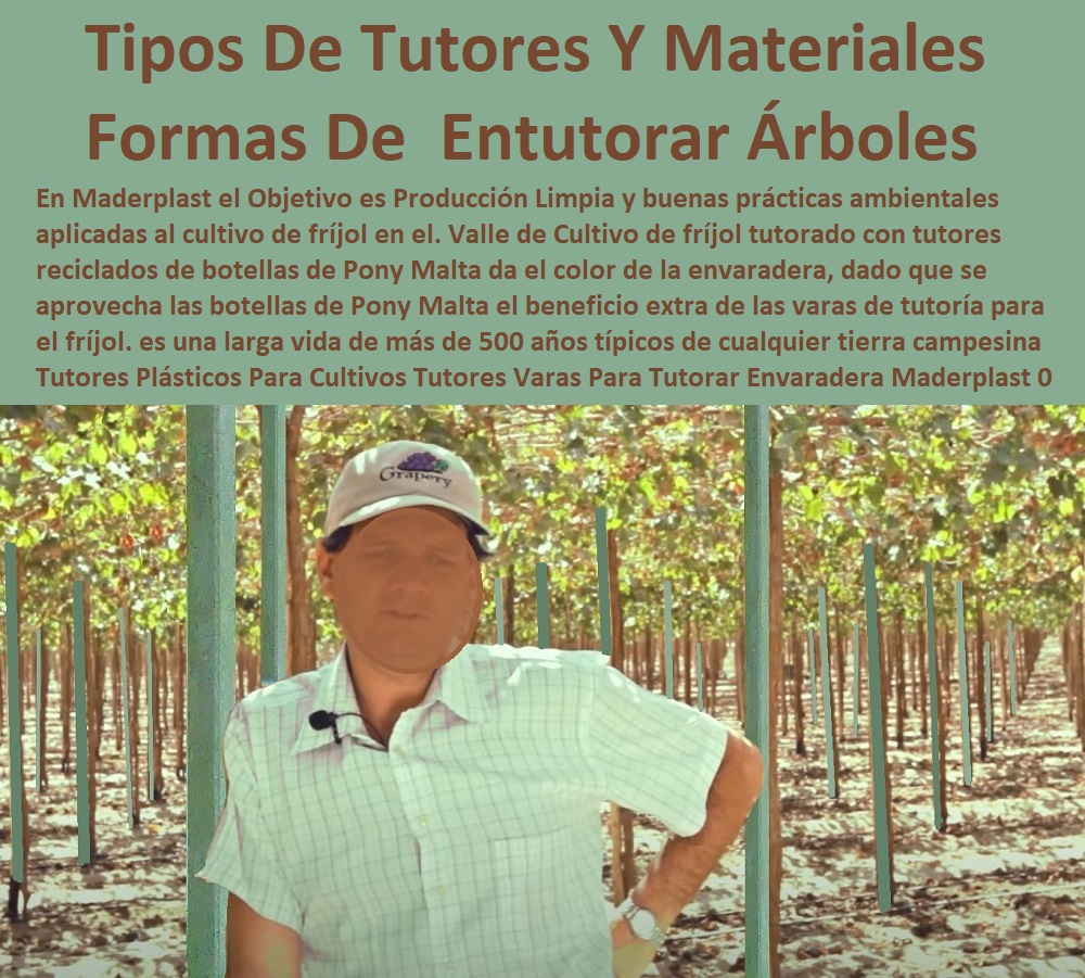 Tutores Plásticos Para Cultivos Tutores Varas Para Tutorar Envaradera Tutor Maderplast 0  ESTOY COMPRANDO TUTORES PARA PLANTAS Y HORTALIZAS 0 ESTACONES TUTORES POSTES DE BAMBÚ GUADUA 0 TUTOR PLÁSTICOS PARA CULTIVAR EL HUERTO 0 VARA TUTOR DE MADERA PLÁSTICA PARA CULTIVAR FLORES 0 Entutorado Tutor Sintético Para Cultivar Pitayas 0 Tutores Fibra De Vidrio  Plástico Para Cultivar Uvas 0 Tutor De Emparrado Plástico Para Cultivar Maracuyá 0 Tutor Con Espaldera Para Cultivar Arveja 0 Tutor Para Cultivar Frijol 0 Tutor Para Cultivar Tomates 0 Tutores De Plástico Para Sujetar Plantas 0 Tutor De Plástico Para Cultivar Eficientemente 0 Tutor De Plástico Para Cultivar Técnicamente, 0 Formas De  Entutorar Guías Tutorados De Árboles Y Plantas 0 Mezcla Ideal Para Hacer cultivos con tutores plásticos 0 Tipos De Tutores Y Material Tutores Plásticos Para Cultivos Tutores Varas Para Tutorar Envaradera Tutor Maderplast 0 Formas De Entutorar Guías Tutorados De Árboles Y Plantas 0 Mezcla Ideal Para Hacer cultivos con tutores plásticos 0 Tipos De Tutores Y Material