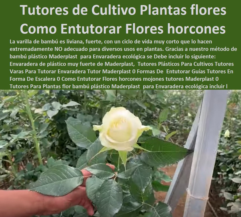 Tutores Plásticos Para Cultivos Tutores Varas Para Tutorar Envaradera Tutor Maderplast 0 Formas De  Entutorar Guías Tutores En Forma De Escalera 0 Como Entutorar Flores horcones mojones tutores Maderplast 0  ESTOY COMPRANDO TUTORES PARA PLANTAS Y HORTALIZAS 0 ESTACONES TUTORES POSTES DE BAMBÚ GUADUA 0 TUTOR PLÁSTICOS PARA CULTIVAR EL HUERTO 0 VARA TUTOR DE MADERA PLÁSTICA PARA CULTIVAR FLORES 0 Entutorado Tutor Sintético Para Cultivar Pitayas 0 Tutores Fibra De Vidrio  Plástico Para Cultivar Uvas 0 Tutor De Emparrado Plástico Para Cultivar Maracuyá 0 Tutor Con Espaldera Para Cultivar Arveja 0 Tutor Para Cultivar Frijol 0 Tutor Para Cultivar Tomates 0 Tutores De Plástico Para Sujetar Plantas 0 Tutor De Plástico Para Cultivar Eficientemente 0 Tutor De Plástico Para Cultivar Técnicamente, 0 Tutores Para Plantas flor Tutores Plásticos Para Cultivos Tutores Varas Para Tutorar Envaradera Tutor Maderplast 0 Formas De Entutorar Guías Tutores En Forma De Escalera 0 Como Entutorar Flores horcones mojones tutores Maderplast 0 Tutores Para Plantas flor