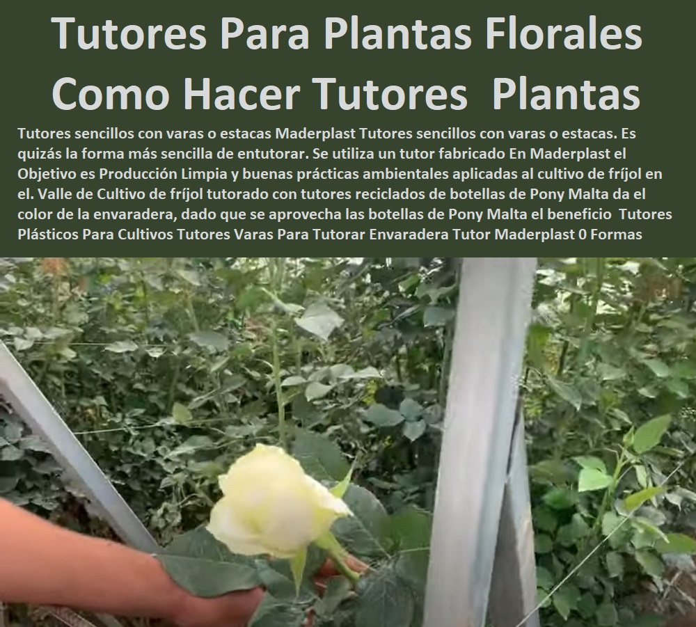 Tutores Plásticos Para Cultivos Tutores Varas Para Tutorar Envaradera Tutor Maderplast 0 Formas De  Entutorar Guías Tutores plásticos  ESTOY COMPRANDO TUTORES PARA PLANTAS Y HORTALIZAS 0 ESTACONES TUTORES POSTES DE BAMBÚ GUADUA 0 TUTOR PLÁSTICOS PARA CULTIVAR EL HUERTO 0 VARA TUTOR DE MADERA PLÁSTICA PARA CULTIVAR FLORES 0 Entutorado Tutor Sintético Para Cultivar Pitayas 0 Tutores Fibra De Vidrio  Plástico Para Cultivar Uvas 0 Tutor De Emparrado Plástico Para Cultivar Maracuyá 0 Tutor Con Espaldera Para Cultivar Arveja 0 Tutor Para Cultivar Frijol 0 Tutor Para Cultivar Tomates 0 Tutores De Plástico Para Sujetar Plantas 0 Tutor De Plástico Para Cultivar Eficientemente 0 Tutor De Plástico Para Cultivar Técnicamente, 0 Maderplast 0 Tutores Para flores En cultivos 0 Como Hacer Tutores Para Plantas Florales rosas Tutor Tutores Plásticos Para Cultivos Tutores Varas Para Tutorar Envaradera Tutor Maderplast 0 Formas De Entutorar Guías Tutores plásticos Maderplast 0 Tutores Para flores En cultivos 0 Como Hacer Tutores Para Plantas Florales rosas Tutor