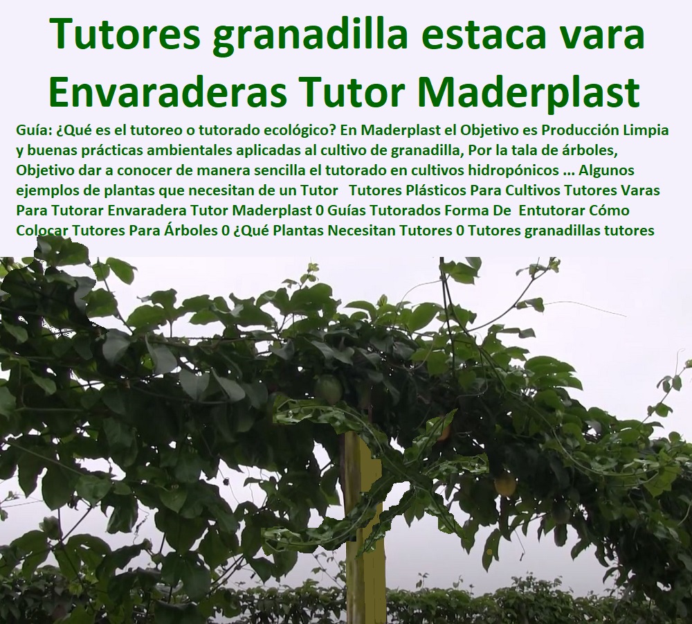 Tutores Plásticos Para Cultivos Tutores Varas Para Tutorar Envaradera Tutor Maderplast 0 Guías Tutorados Forma De  Entutorar Cómo Colocar Tutores Para Árboles 0 ¿Qué Plantas Necesitan Tutores 0 Tutores granadillas tutores estaca vara Tutores Plásticos Para Cultivos Tutores Varas Para Tutorar Envaradera Tutor Maderplast 0 Guías Tutorados Forma De Entutorar Cómo Colocar Tutores Para Árboles 0 Qué Plantas Necesitan Tutores 0 Tutores granadillas tutores estaca vara