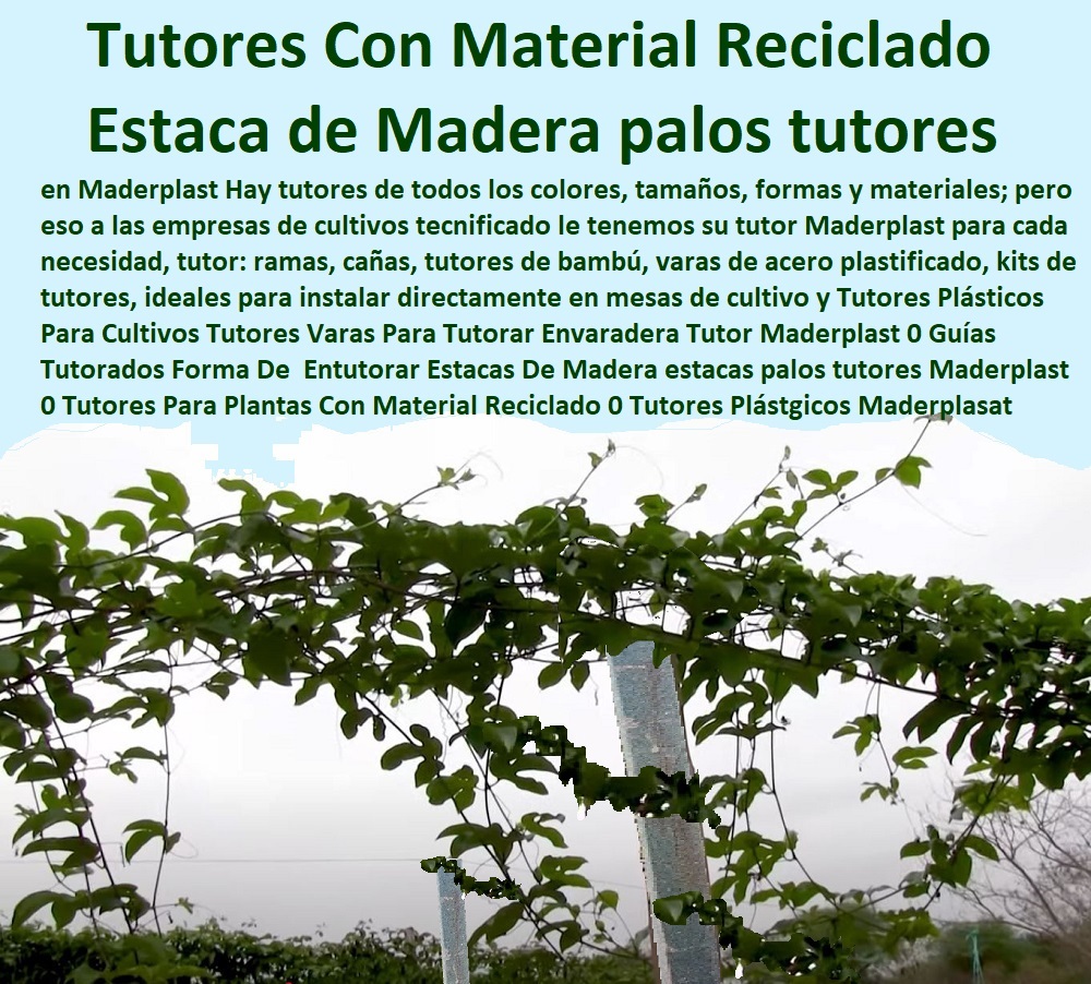 Tutores Plásticos Para Cultivos Tutores Varas Para Tutorar Envaradera Tutor Maderplast 0 Guías Tutorados Forma De  Entutorar Estacas De Madera estacas palos tutores Maderplast 0 Tutores Para Plantas Con Material Reciclado 0 Tutores 0 Tutores Plásticos Para Cultivos Tutores Varas Para Tutorar Envaradera Tutor Maderplast 0 Guías Tutorados Forma De Entutorar Estacas De Madera estacas palos tutores Maderplast 0 Tutores Para Plantas Con Material Reciclado 0 Tutores 0