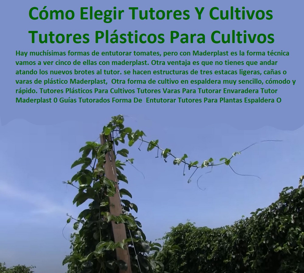 Tutores Plásticos Para Cultivos Tutores Varas Para Tutorar Envaradera Tutor Maderplast 0 Guías Tutorados Forma De  Entutorar Tutores Para Plantas Para Que Sirven 0 Malla Espaldera O Para Entutorar 0 Cómo Elegir Tutores De Entutorado Tutores Plásticos Para Cultivos Tutores Varas Para Tutorar Envaradera Tutor Maderplast 0 Guías Tutorados Forma De Entutorar Tutores Para Plantas Para Que Sirven 0 Malla Espaldera O Para Entutorar 0 Cómo Elegir Tutores De Entutorado