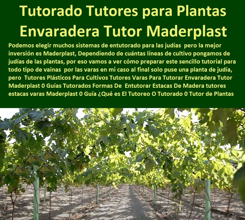 Tutores Plásticos Para Cultivos Tutores Varas Para Tutorar Envaradera Tutor Maderplast 0 Guías Tutorados Formas De  Entutorar Estacas De Madera tutores estacas varas Maderplast 0 Guía ¿Qué es El Tutoreo O Tutorado 0 Tutor de Plantas Tutores Plásticos Para Cultivos Tutores Varas Para Tutorar Envaradera Tutor Maderplast 0 Guías Tutorados Formas De Entutorar Estacas De Madera tutores estacas varas Maderplast 0 Guía Qué es El Tutoreo O Tutorado 0 Tutor de Plantas