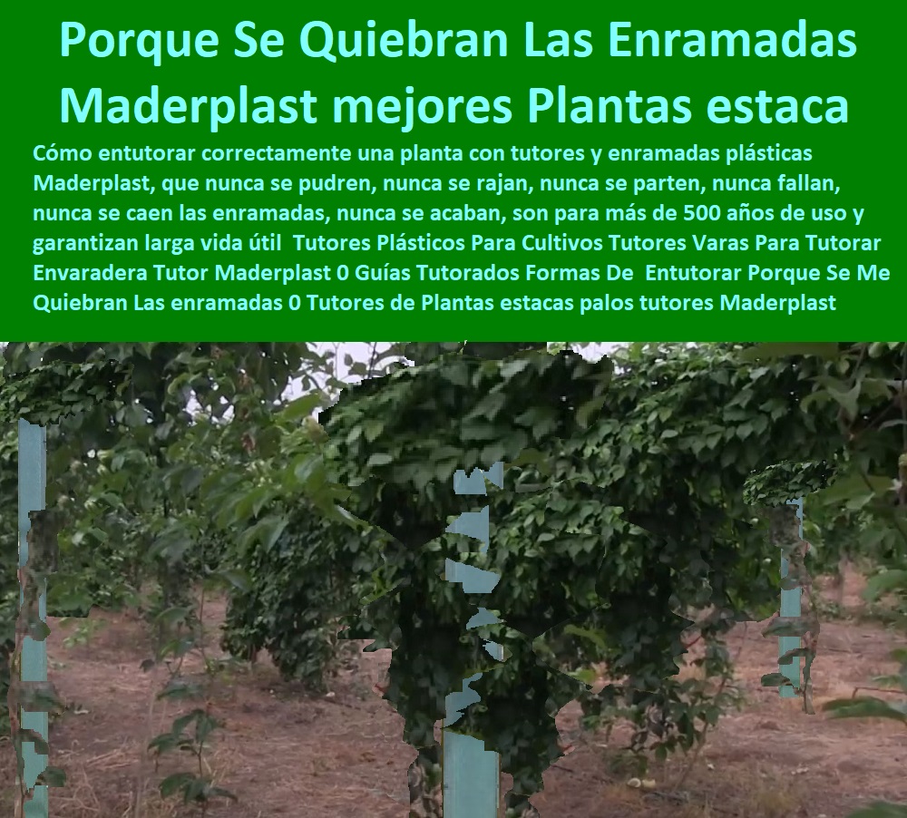 Tutores Plásticos Para Cultivos Tutores Varas Para Tutorar Envaradera Tutor Maderplast 0 Guías Tutorados Formas De  Entutorar Porque Se Me Quiebran Las enramadas 0 Tutores de Plantas estacas palos tutores Maderplast Tutores Plásticos Tutores Plásticos Para Cultivos Tutores Varas Para Tutorar Envaradera Tutor Maderplast 0 Guías Tutorados Formas De Entutorar Porque Se Me Quiebran Las enramadas 0 Tutores de Plantas estacas palos tutores Maderplast Tutores Plásticos