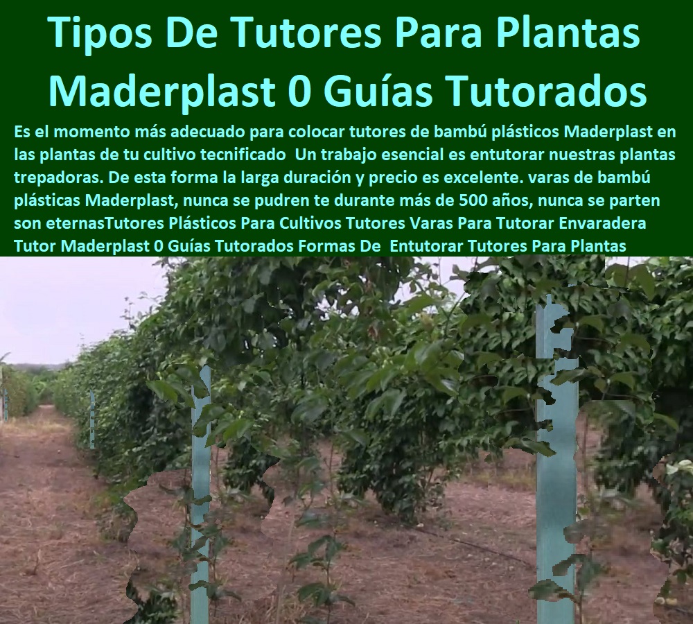 Tutores Plásticos Para Cultivos Tutores Varas Para Tutorar Envaradera Tutor Maderplast 0 Guías Tutorados Formas De  Entutorar Tutores Para Plantas De Plástico 0 Tipos De Tutores Para Plantas 0 ¿Cómo reparar el Tronco De Un Árbol Que Tutores Plásticos Para Cultivos Tutores Varas Para Tutorar Envaradera Tutor Maderplast 0 Guías Tutorados Formas De Entutorar Tutores Para Plantas De Plástico 0 Tipos De Tutores Para Plantas 0 Cómo reparar el Tronco De Un Árbol Que