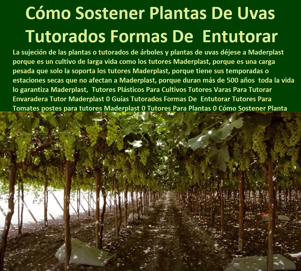 Tutores Plásticos Para Cultivos Tutores  ESTOY COMPRANDO TUTORES PARA PLANTAS Y HORTALIZAS 0 ESTACONES TUTORES POSTES DE BAMBÚ GUADUA 0 TUTOR PLÁSTICOS PARA CULTIVAR EL HUERTO 0 VARA TUTOR DE MADERA PLÁSTICA PARA CULTIVAR FLORES 0 Entutorado Tutor Sintético Para Cultivar Pitayas 0 Tutores Fibra De Vidrio  Plástico Para Cultivar Uvas 0 Tutor De Emparrado Plástico Para Cultivar Maracuyá 0 Tutor Con Espaldera Para Cultivar Arveja 0 Tutor Para Cultivar Frijol 0 Tutor Para Cultivar Tomates 0 Tutores De Plástico Para Sujetar Plantas 0 Tutor De Plástico Para Cultivar Eficientemente 0 Tutor De Plástico Para Cultivar Técnicamente, 0 Varas Para Tutorar Envaradera Tutor Maderplast 0 Guías Tutorados Formas De  Entutorar Tutores Para Tomates postes para tutores Maderplast 0 Tutores Para Plantas 0 Cómo Sostener Planta De Tomate Tutores Plásticos Para Cultivos Tutores Varas Para Tutorar Envaradera Tutor Maderplast 0 Guías Tutorados Formas De Entutorar Tutores Para Tomates postes para tutores Maderplast 0 Tutores Para Plantas 0 Cómo Sostener Planta De Tomate