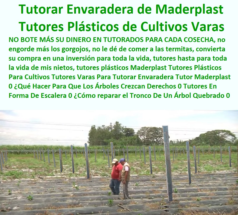 Tutores Plásticos Para Cultivos Tutores Varas Para Tutorar Envaradera Tutor Maderplast 0 ¿Qué Hacer Para Que Los Árboles Crezcan Derechos 0 Tutores En Forma De Escalera 0 ¿Cómo reparar el Tronco De Un Árbol Quebrado 0 Tutores Maderas Tutores Plásticos Para Cultivos Tutores Varas Para Tutorar Envaradera Tutor Maderplast 0 Qué Hacer Para Que Los Árboles Crezcan Derechos 0 Tutores En Forma De Escalera 0 Cómo reparar el Tronco De Un Árbol Quebrado 0 Tutores Maderas