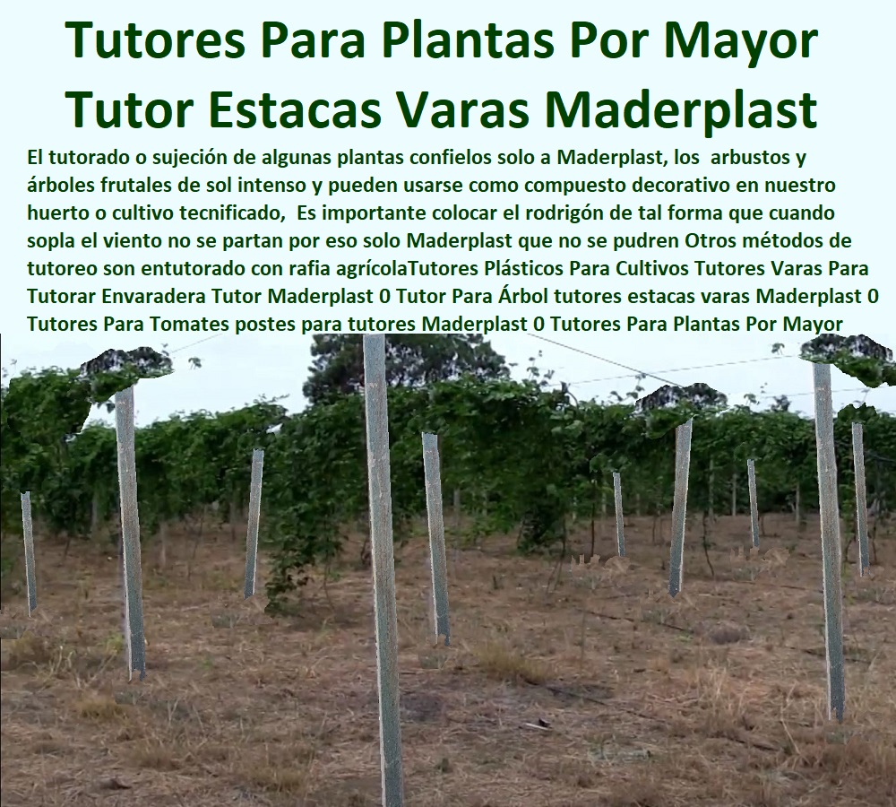 Tutores Plásticos Para Cultivos Tutores Varas Para Tutorar Envaradera Tutor Maderplast 0 Tutor Para Árbol tutores estacas varas Maderplast 0 Tutores Para Tomates postes para tutores Maderplast 0 Tutores Para Plantas Por Mayor Tutores Tutores Plásticos Para Cultivos Tutores Varas Para Tutorar Envaradera Tutor Maderplast 0 Tutor Para Árbol tutores estacas varas Maderplast 0 Tutores Para Tomates postes para tutores Maderplast 0 Tutores Para Plantas Por Mayor Tutores