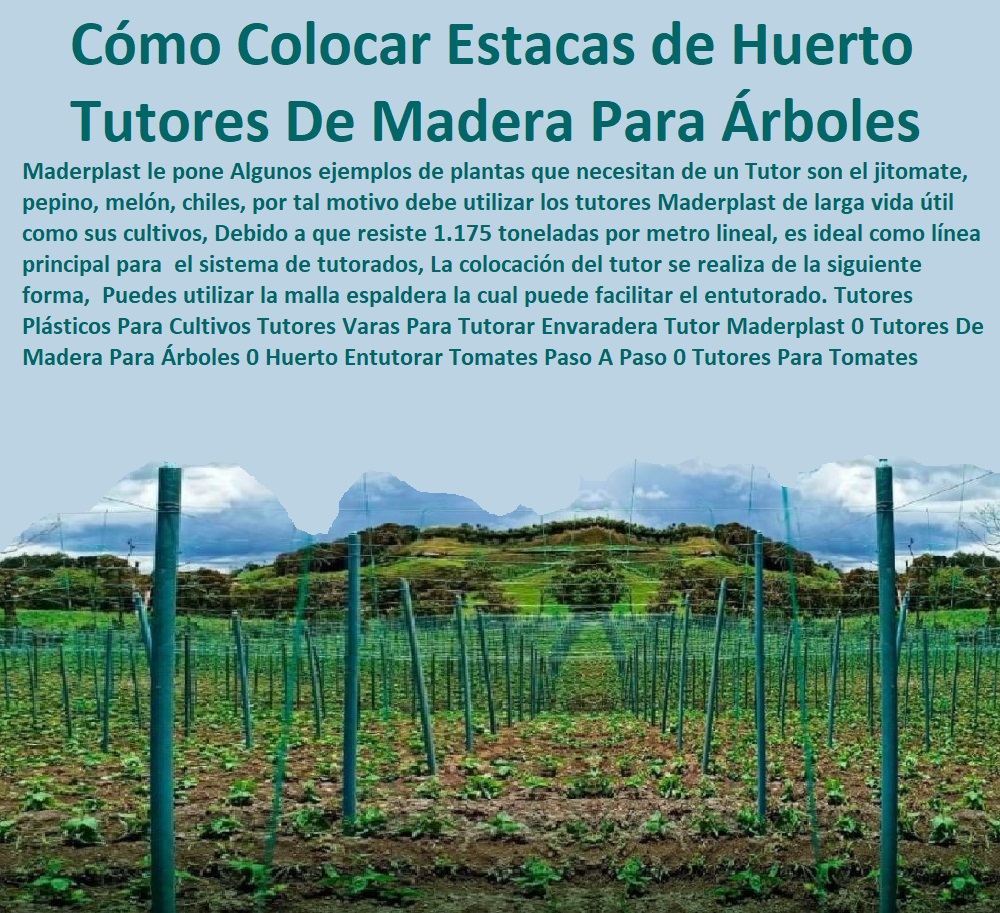 Tutores Plásticos Para Cultivos Tutores Varas Para Tutorar Envaradera Tutor Maderplast 0 Tutores De Madera Para Árboles 0 Huerto Entutorar Tomates Paso A Paso 0 Tutores Para Tomates Cherry 0 Cómo Colocar Estacas Para Un Árbol Youtube Tutores Plásticos Para Cultivos Tutores Varas Para Tutorar Envaradera Tutor Maderplast 0 Tutores De Madera Para Árboles 0 Huerto Entutorar Tomates Paso A Paso 0 Tutores Para Tomates Cherry 0 Cómo Colocar Estacas Para Un Árbol Youtube