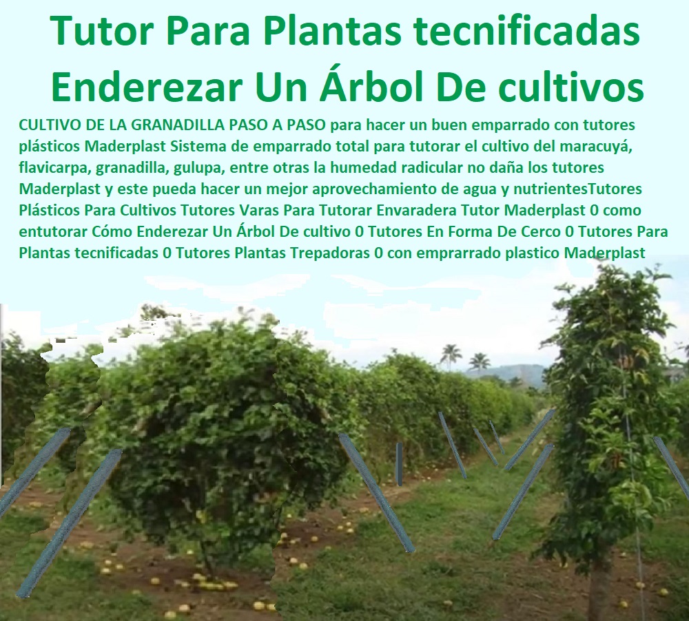 Tutores Plásticos Para Cultivos Tutores Varas Para Tutorar Envaradera Tutor Maderplast 0 como entutorar Cómo Enderezar Un Árbol De cultivo 0 Tutores En Forma De Cerco 0 Tutores Para Plantas tecnificadas 0 Tutores Plantas Trepadoras 0 Tutores Plásticos Para Cultivos Tutores Varas Para Tutorar Envaradera Tutor Maderplast 0 como entutorar Cómo Enderezar Un Árbol De cultivo 0 Tutores En Forma De Cerco 0 Tutores Para Plantas tecnificadas 0 Tutores Plantas Trepadoras 0