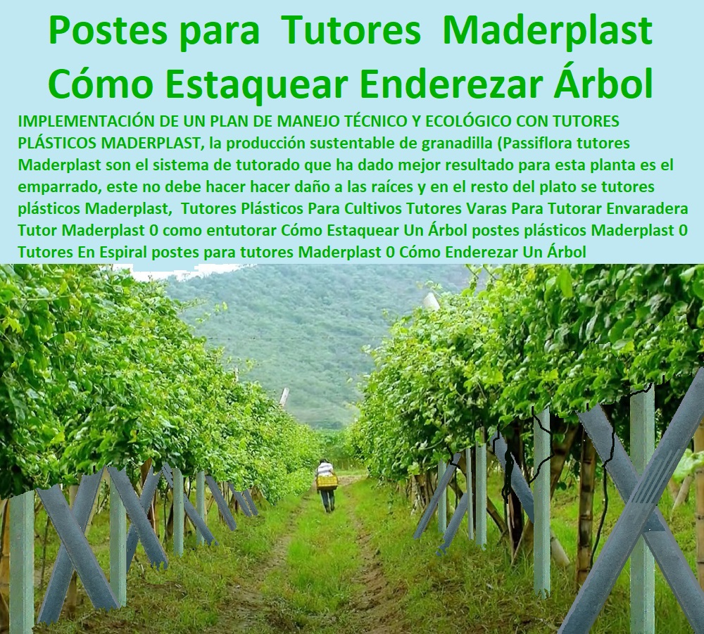 Tutores Plásticos Para Cultivos Tutores Varas Para Tutorar Envaradera Tutor Maderplast 0 como entutorar Cómo Estaquear Un Árbol postes plásticos Maderplast 0 Tutores En Espiral postes para tutores Maderplast 0 Cómo Enderezar Un Árbol Tutores Plásticos Para Cultivos Tutores Varas Para Tutorar Envaradera Tutor Maderplast 0 como entutorar Cómo Estaquear Un Árbol postes plásticos Maderplast 0 Tutores En Espiral postes para tutores Maderplast 0 Cómo Enderezar Un Árbol