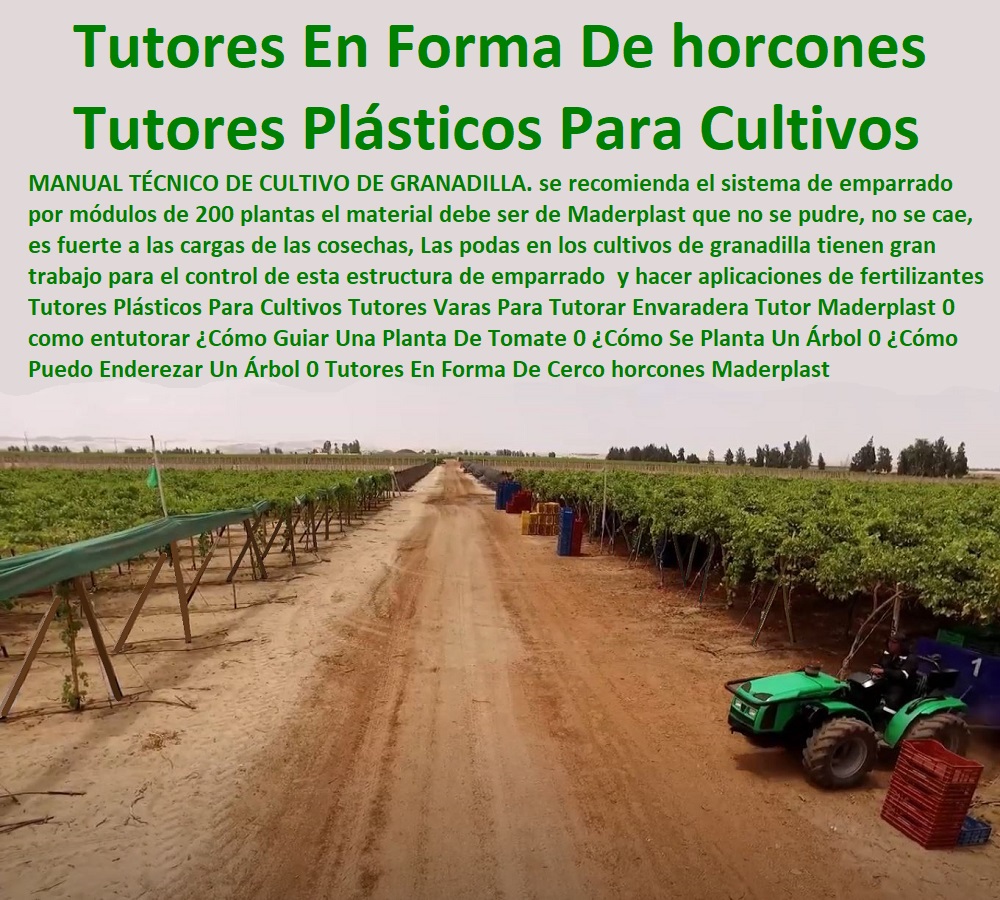 Tutores Plásticos Para Cultivos Tutores Varas Para Tutorar Envaradera Tutor Maderplast 0 como entutorar ¿Cómo Guiar Una Planta De Tomate 0 ¿Cómo Se Planta Un Árbol 0 ¿Cómo Puedo Enderezar Un Árbol 0 Tutores En Forma De Cerco horcones Tutores Plásticos Para Cultivos Tutores Varas Para Tutorar Envaradera Tutor Maderplast 0 como entutorar Cómo Guiar Una Planta De Tomate 0 Cómo Se Planta Un Árbol 0 Cómo Puedo Enderezar Un Árbol 0 Tutores En Forma De Cerco  ESTOY COMPRANDO TUTORES PARA PLANTAS Y HORTALIZAS 0 ESTACONES TUTORES POSTES DE BAMBÚ GUADUA 0 TUTOR PLÁSTICOS PARA CULTIVAR EL HUERTO 0 VARA TUTOR DE MADERA PLÁSTICA PARA CULTIVAR FLORES 0 Entutorado Tutor Sintético Para Cultivar Pitayas 0 Tutores Fibra De Vidrio  Plástico Para Cultivar Uvas 0 Tutor De Emparrado Plástico Para Cultivar Maracuyá 0 Tutor Con Espaldera Para Cultivar Arveja 0 Tutor Para Cultivar Frijol 0 Tutor Para Cultivar Tomates 0 Tutores De Plástico Para Sujetar Plantas 0 Tutor De Plástico Para Cultivar Eficientemente 0 Tutor De Plástico Para Cultivar Técnicamente, 0 horcones