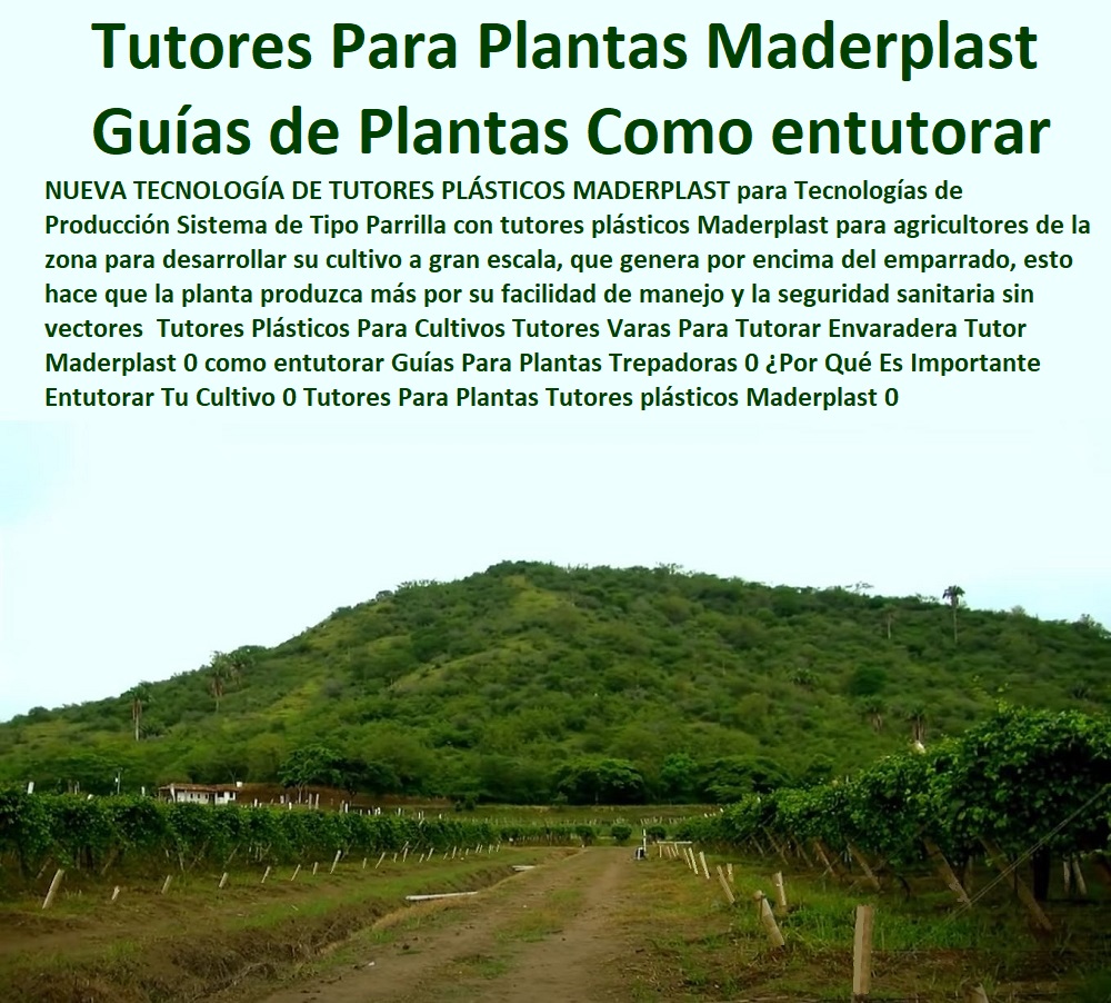 Tutores Plásticos Para Cultivos Tutores Varas Para Tutorar Envaradera Tutor Maderplast 0 como entutorar Guías Para Plantas Trepadoras 0 ¿Por Qué Es Importante Entutorar Tu Cultivo 0 Tutores Para Plantas Tutores plásticos Maderplast 0 Tutores Plásticos Para Cultivos Tutores Varas Para Tutorar Envaradera Tutor Maderplast 0 como entutorar Guías Para Plantas Trepadoras 0 Por Qué Es Importante Entutorar Tu Cultivo 0 Tutores Para Plantas Tutores plásticos Maderplast 0