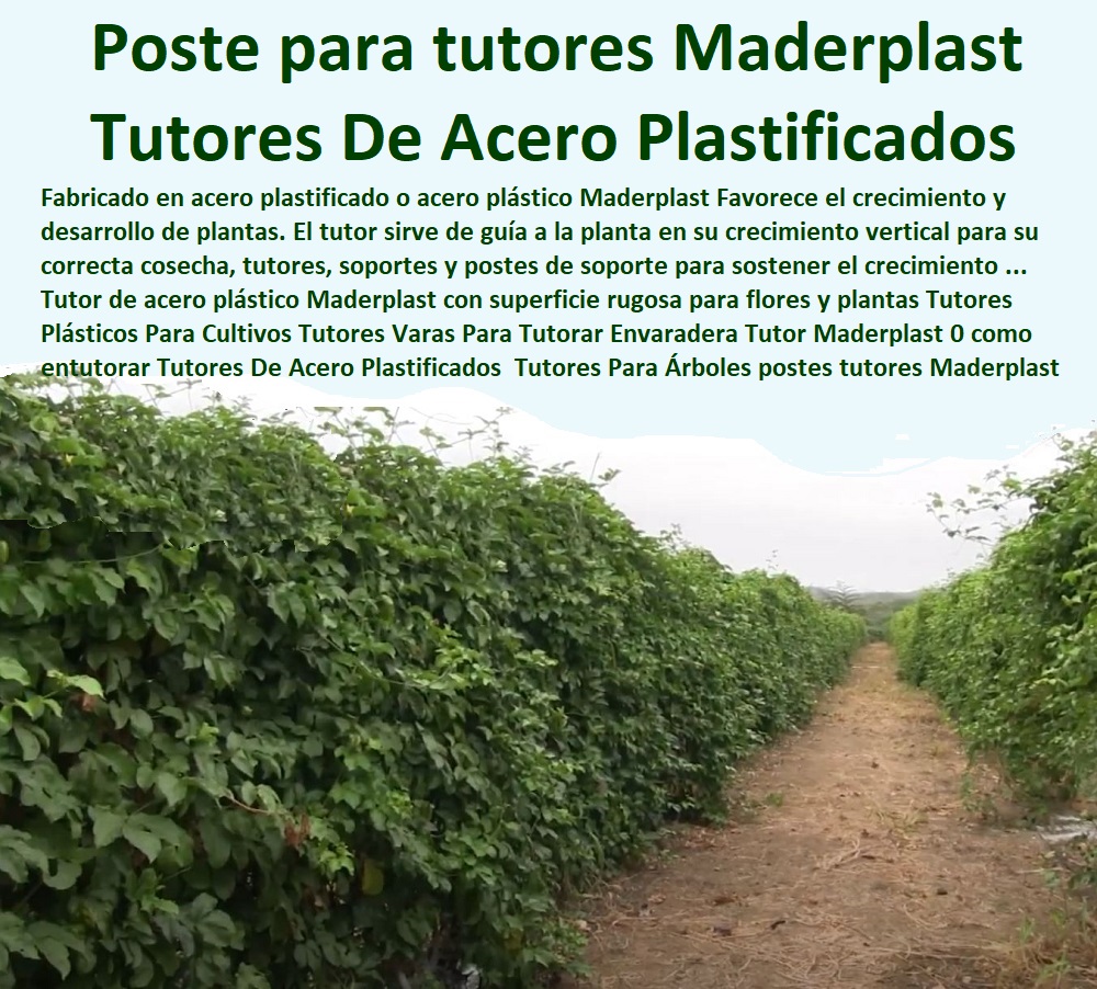 Tutores Plásticos Para Cultivos Tutores Varas Para Tutorar Envaradera Tutor Maderplast 0 como entutorar Tutores De Acero Plastificados O Metálicos 0 Tutores Para Árboles postes para tutores Maderplast 0 Tutores Para Plantas En Hierro Tutores Plásticos Para Cultivos  ESTOY COMPRANDO TUTORES PARA PLANTAS Y HORTALIZAS 0 ESTACONES TUTORES POSTES DE BAMBÚ GUADUA 0 TUTOR PLÁSTICOS PARA CULTIVAR EL HUERTO 0 VARA TUTOR DE MADERA PLÁSTICA PARA CULTIVAR FLORES 0 Entutorado Tutor Sintético Para Cultivar Pitayas 0 Tutores Fibra De Vidrio  Plástico Para Cultivar Uvas 0 Tutor De Emparrado Plástico Para Cultivar Maracuyá 0 Tutor Con Espaldera Para Cultivar Arveja 0 Tutor Para Cultivar Frijol 0 Tutor Para Cultivar Tomates 0 Tutores De Plástico Para Sujetar Plantas 0 Tutor De Plástico Para Cultivar Eficientemente 0 Tutor De Plástico Para Cultivar Técnicamente, 0 Tutores Varas Para Tutorar Envaradera Tutor Maderplast 0 como entutorar Tutores De Acero Plastificados O Metálicos 0 Tutores Para Árboles postes para tutores Maderplast 0 Tutores Para Plantas En Hierro