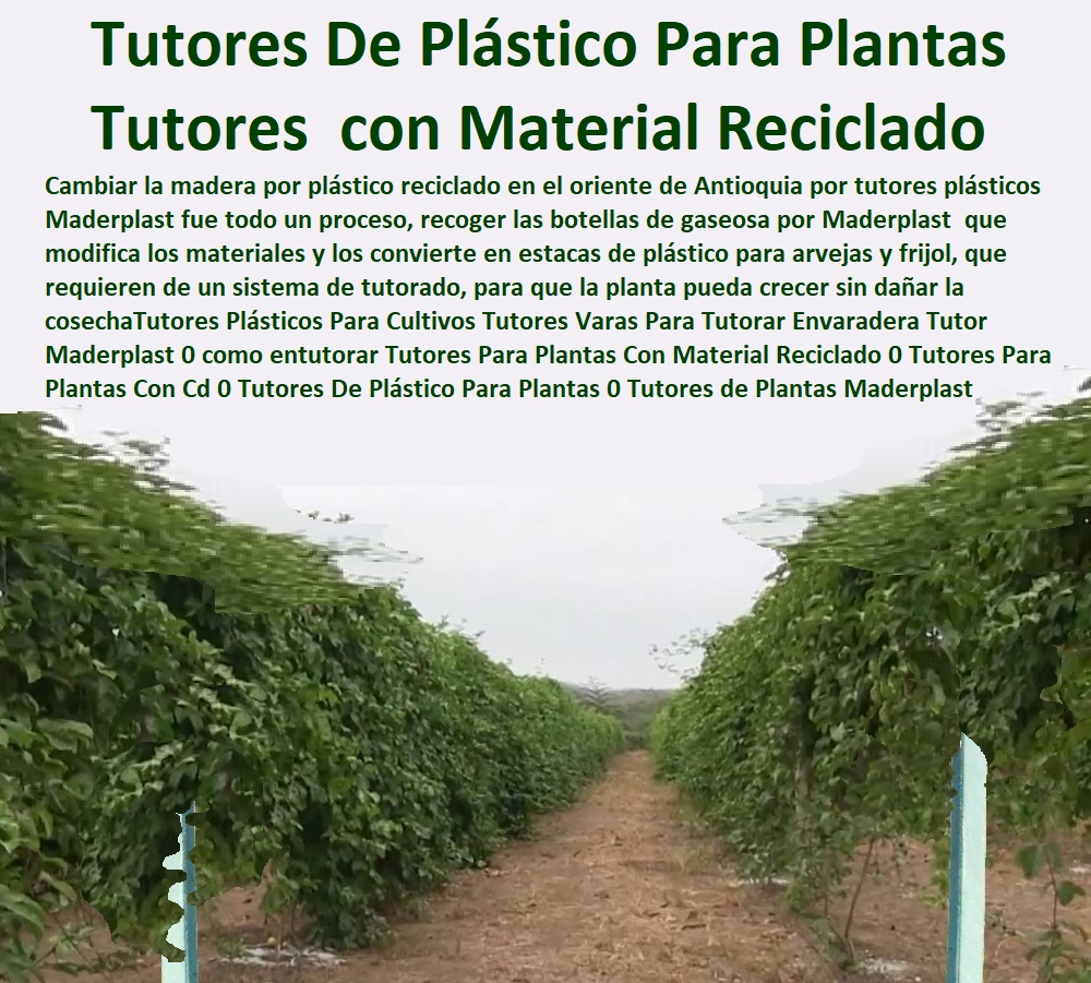 Tutores Plásticos Para Cultivos Tutores Varas Para Tutorar Envaradera Tutor Maderplast 0 como entutorar Tutores Para Plantas Con Material Reciclado 0 Tutores Para Plantas Con Cd 0 Tutores De Plástico Para Plantas 0 Tutores de Plantas Tutores Plásticos Para Cultivos Tutores Varas Para Tutorar Envaradera Tutor Maderplast 0 como entutorar Tutores Para Plantas Con Material Reciclado 0  ESTOY COMPRANDO TUTORES PARA PLANTAS Y HORTALIZAS 0 ESTACONES TUTORES POSTES DE BAMBÚ GUADUA 0 TUTOR PLÁSTICOS PARA CULTIVAR EL HUERTO 0 VARA TUTOR DE MADERA PLÁSTICA PARA CULTIVAR FLORES 0 Entutorado Tutor Sintético Para Cultivar Pitayas 0 Tutores Fibra De Vidrio  Plástico Para Cultivar Uvas 0 Tutor De Emparrado Plástico Para Cultivar Maracuyá 0 Tutor Con Espaldera Para Cultivar Arveja 0 Tutor Para Cultivar Frijol 0 Tutor Para Cultivar Tomates 0 Tutores De Plástico Para Sujetar Plantas 0 Tutor De Plástico Para Cultivar Eficientemente 0 Tutor De Plástico Para Cultivar Técnicamente, 0 Tutores Para Plantas Con Cd 0 Tutores De Plástico Para Plantas 0 Tutores de Plantas