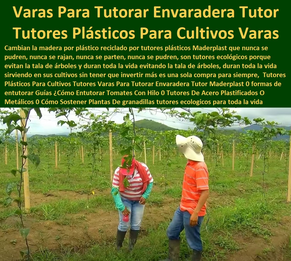 Tutores Plásticos Para Cultivos Tutores Varas Para Tutorar Envaradera Tutor Maderplast 0 formas de  entutorar Guías ¿Cómo Entutorar Tomates Con Hilo 0 Tutores De Acero Plastificados O Metálicos 0 Cómo Sostener Plantas De granadillas Tutores Plásticos Para Cultivos Tutores Varas Para Tutorar Envaradera Tutor Maderplast 0 formas de entutorar Guías Cómo Entutorar Tomates Con Hilo 0 Tutores De Acero Plastificados O Metálicos 0 Cómo Sostener Plantas De granadillas