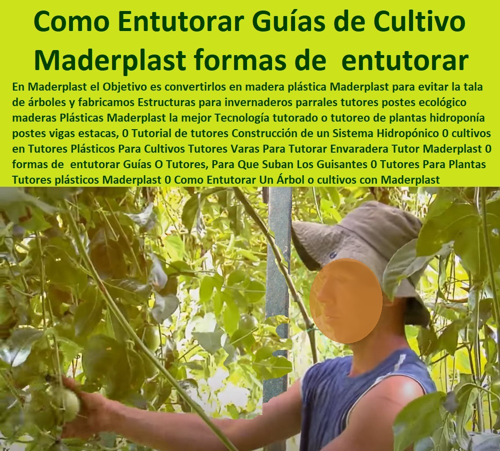 Tutores Plásticos Para Cultivos Tutores Varas Para Tutorar Envaradera Tutor Maderplast 0 formas de  entutorar Guías O Tutores, Para Que Suban Los Guisantes 0 Tutores Para Plantas Tutores plásticos Maderplast 0 Como Entutorar Un Árbol Tutores Plásticos Para Cultivos Tutores Varas Para Tutorar Envaradera Tutor Maderplast 0 formas de entutorar Guías O Tutores Para Que Suban Los Guisantes 0 Tutores Para Plantas Tutores plásticos Maderplast 0 Como Entutorar Un Árbol  ESTOY COMPRANDO TUTORES PARA PLANTAS Y HORTALIZAS 0 ESTACONES TUTORES POSTES DE BAMBÚ GUADUA 0 TUTOR PLÁSTICOS PARA CULTIVAR EL HUERTO 0 VARA TUTOR DE MADERA PLÁSTICA PARA CULTIVAR FLORES 0 Entutorado Tutor Sintético Para Cultivar Pitayas 0 Tutores Fibra De Vidrio  Plástico Para Cultivar Uvas 0 Tutor De Emparrado Plástico Para Cultivar Maracuyá 0 Tutor Con Espaldera Para Cultivar Arveja 0 Tutor Para Cultivar Frijol 0 Tutor Para Cultivar Tomates 0 Tutores De Plástico Para Sujetar Plantas 0 Tutor De Plástico Para Cultivar Eficientemente 0 Tutor De Plástico Para Cultivar Técnicamente, 0 