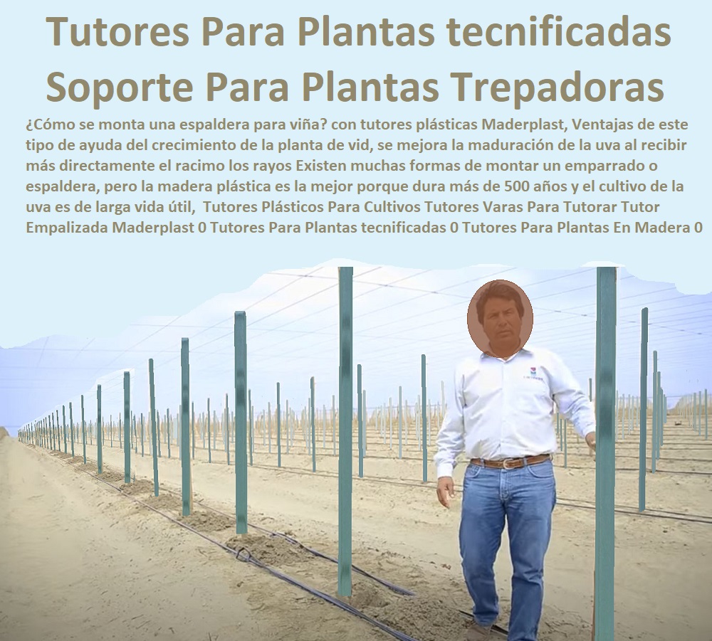 Tutores Plásticos Para Cultivos Tutores Varas Para Tutorar Tutor Empalizada Maderplast 0 Tutores Para Plantas tecnificadas 0 Tutores Para Plantas En Madera 0 Como Hacer Un Soporte Para Plantas Trepadoras 0 Tutores Plantas tecnificada Tutores Plásticos Para Cultivos Tutores Varas Para Tutorar Tutor Empalizada Maderplast 0 Tutores Para Plantas tecnificadas 0 Tutores Para Plantas En Madera 0 Como Hacer Un Soporte Para Plantas Trepadoras 0 Tutores Plantas tecnificada