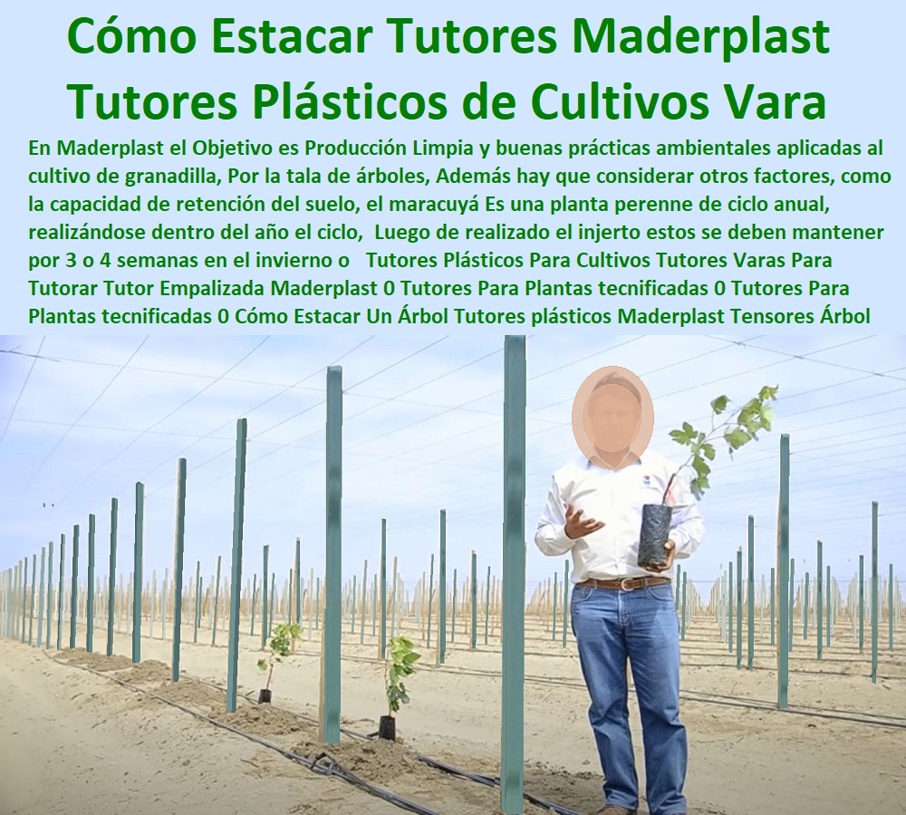 Tutores Plásticos Para Cultivos Tutores Varas Para Tutorar Tutor Empalizada Maderplast 0 Tutores Para Plantas tecnificadas 0 Tutores Para Plantas tecnificadas 0 Cómo Estacar Un Árbol Tutores plásticos Maderplast 0 Tensores Para Árbol Tutores Plásticos Para Cultivos Tutores Varas Para Tutorar Tutor Empalizada Maderplast 0 Tutores Para Plantas tecnificadas 0 Tutores Para Plantas tecnificadas 0 Cómo Estacar Un Árbol Tutores plásticos Maderplast 0 Tensores Para Árbol