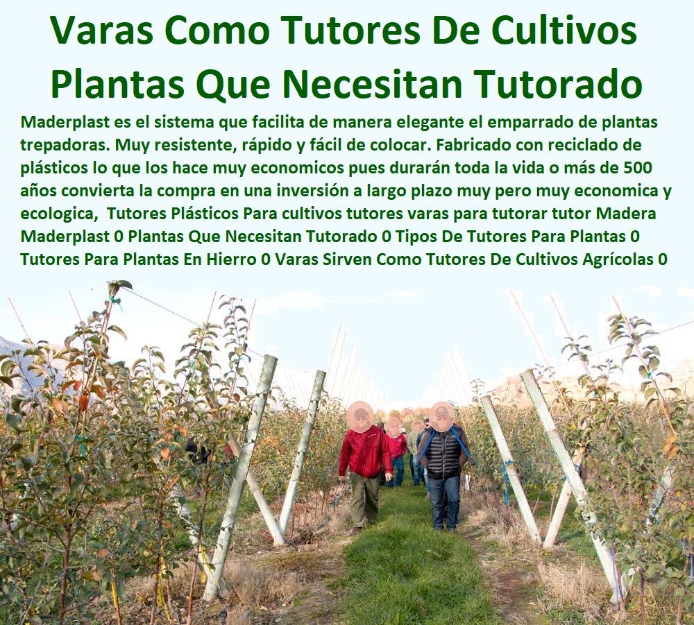 Tutores Plásticos Para cultivos tutores varas para tutorar tutor  ESTOY COMPRANDO TUTORES PARA PLANTAS Y HORTALIZAS 0 ESTACONES TUTORES POSTES DE BAMBÚ GUADUA 0 TUTOR PLÁSTICOS PARA CULTIVAR EL HUERTO 0 VARA TUTOR DE MADERA PLÁSTICA PARA CULTIVAR FLORES 0 Entutorado Tutor Sintético Para Cultivar Pitayas 0 Tutores Fibra De Vidrio  Plástico Para Cultivar Uvas 0 Tutor De Emparrado Plástico Para Cultivar Maracuyá 0 Tutor Con Espaldera Para Cultivar Arveja 0 Tutor Para Cultivar Frijol 0 Tutor Para Cultivar Tomates 0 Tutores De Plástico Para Sujetar Plantas 0 Tutor De Plástico Para Cultivar Eficientemente 0 Tutor De Plástico Para Cultivar Técnicamente, 0 Madera Maderplast 0 Plantas Que Necesitan Tutorado 0 Tipos De Tutores Para Plantas 0 Tutores Para Plantas En Hierro 0 Varas Sirven Como Tutores De Cultivos Agrícolas 0 Tutores Plásticos Para cultivos tutores varas para tutorar tutor Madera Maderplast 0 Plantas Que Necesitan Tutorado 0 Tipos De Tutores Para Plantas 0 Tutores Para Plantas En Hierro 0 Varas Sirven Como Tutores De Cultivos Agrícolas 0