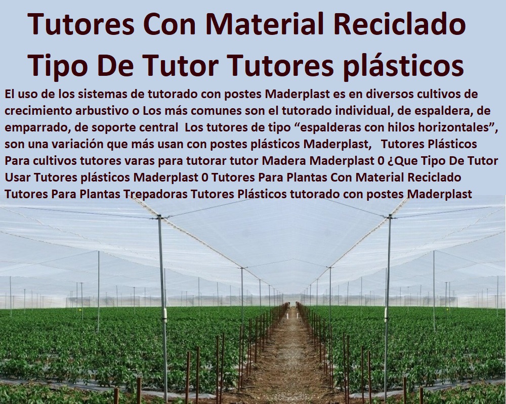 Tutores Plásticos Para cultivos tutores varas para tutorar tutor Madera Maderplast 0 ¿Que Tipo De Tutor Usar Tutores plásticos Maderplast 0 ESTOY COMPRANDO TUTORES PARA PLANTAS Y HORTALIZAS 0 ESTACONES TUTORES POSTES DE BAMBÚ GUADUA 0 TUTOR PLÁSTICOS PARA CULTIVAR EL HUERTO 0 VARA TUTOR DE MADERA PLÁSTICA PARA CULTIVAR FLORES 0 Entutorado Tutor Sintético Para Cultivar Pitayas 0 Tutores Fibra De Vidrio  Plástico Para Cultivar Uvas 0 Tutor De Emparrado Plástico Para Cultivar Maracuyá 0 Tutor Con Espaldera Para Cultivar Arveja 0 Tutor Para Cultivar Frijol 0 Tutor Para Cultivar Tomates 0 Tutores De Plástico Para Sujetar Plantas 0 Tutor De Plástico Para Cultivar Eficientemente 0 Tutor De Plástico Para Cultivar Técnicamente, 0  Tutores Para Plantas Con Material Reciclado Tutores Para Plantas Trepadoras Tutores Plásticos Tutores Plásticos Para cultivos tutores varas para tutorar tutor Madera Maderplast 0 Que Tipo De Tutor Usar Tutores plásticos Maderplast 0 Tutores Para Plantas Con Material Reciclado Tutores Para Plantas Trepadoras Tutores Plásticos