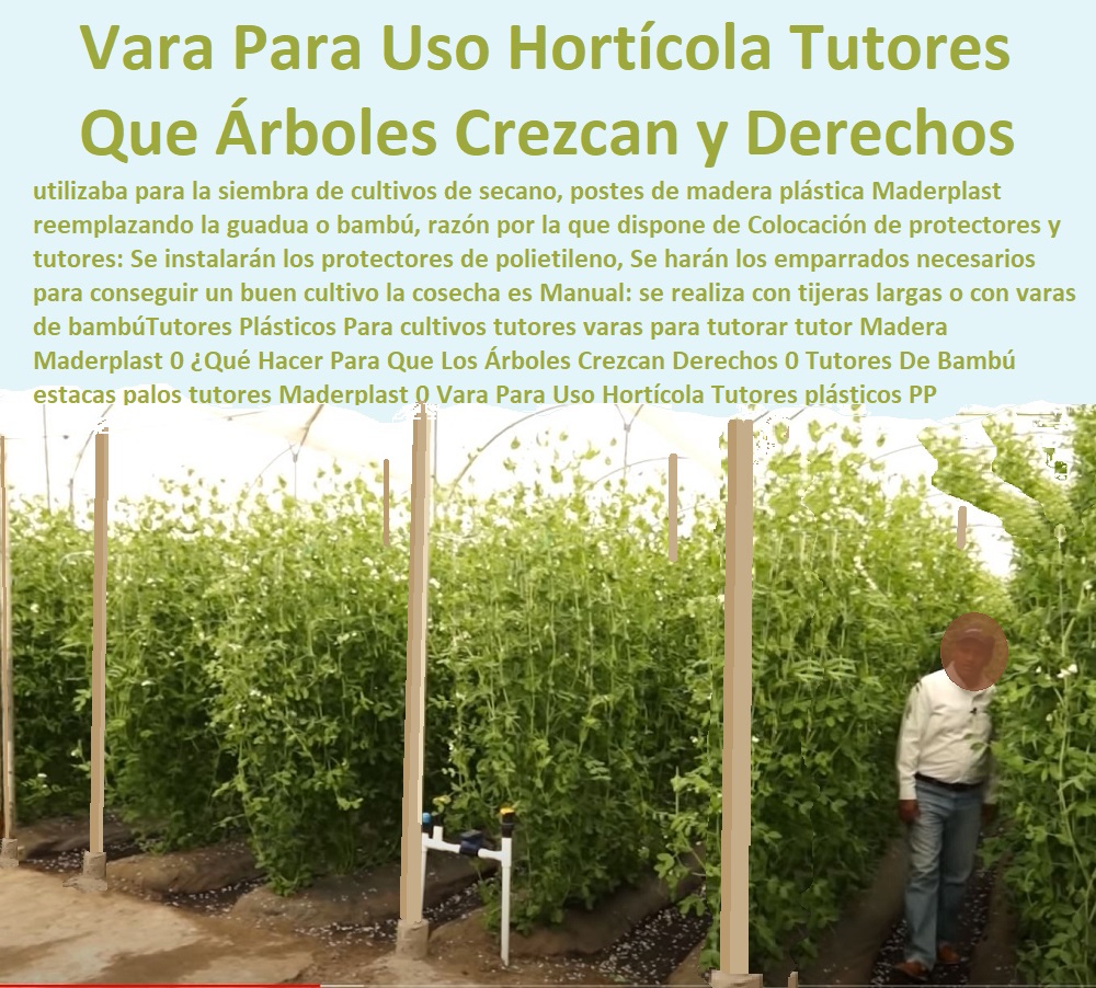 Tutores Plásticos Para cultivos tutores varas para tutorar tutor Madera Maderplast 0  ESTOY COMPRANDO TUTORES PARA PLANTAS Y HORTALIZAS 0 ESTACONES TUTORES POSTES DE BAMBÚ GUADUA 0 TUTOR PLÁSTICOS PARA CULTIVAR EL HUERTO 0 VARA TUTOR DE MADERA PLÁSTICA PARA CULTIVAR FLORES 0 Entutorado Tutor Sintético Para Cultivar Pitayas 0 Tutores Fibra De Vidrio  Plástico Para Cultivar Uvas 0 Tutor De Emparrado Plástico Para Cultivar Maracuyá 0 Tutor Con Espaldera Para Cultivar Arveja 0 Tutor Para Cultivar Frijol 0 Tutor Para Cultivar Tomates 0 Tutores De Plástico Para Sujetar Plantas 0 Tutor De Plástico Para Cultivar Eficientemente 0 Tutor De Plástico Para Cultivar Técnicamente, 0 ¿Qué Hacer Para Que Los Árboles Crezcan Derechos 0 Tutores De Bambú  estacas palos tutores Maderplast 0 Vara Para Uso Hortícola Tutores plásticos PP Tutores Plásticos Para cultivos tutores varas para tutorar tutor Madera Maderplast 0 Qué Hacer Para Que Los Árboles Crezcan Derechos 0 Tutores De Bambú estacas palos tutores Maderplast 0 Vara Para Uso Hortícola Tutores plásticos PP